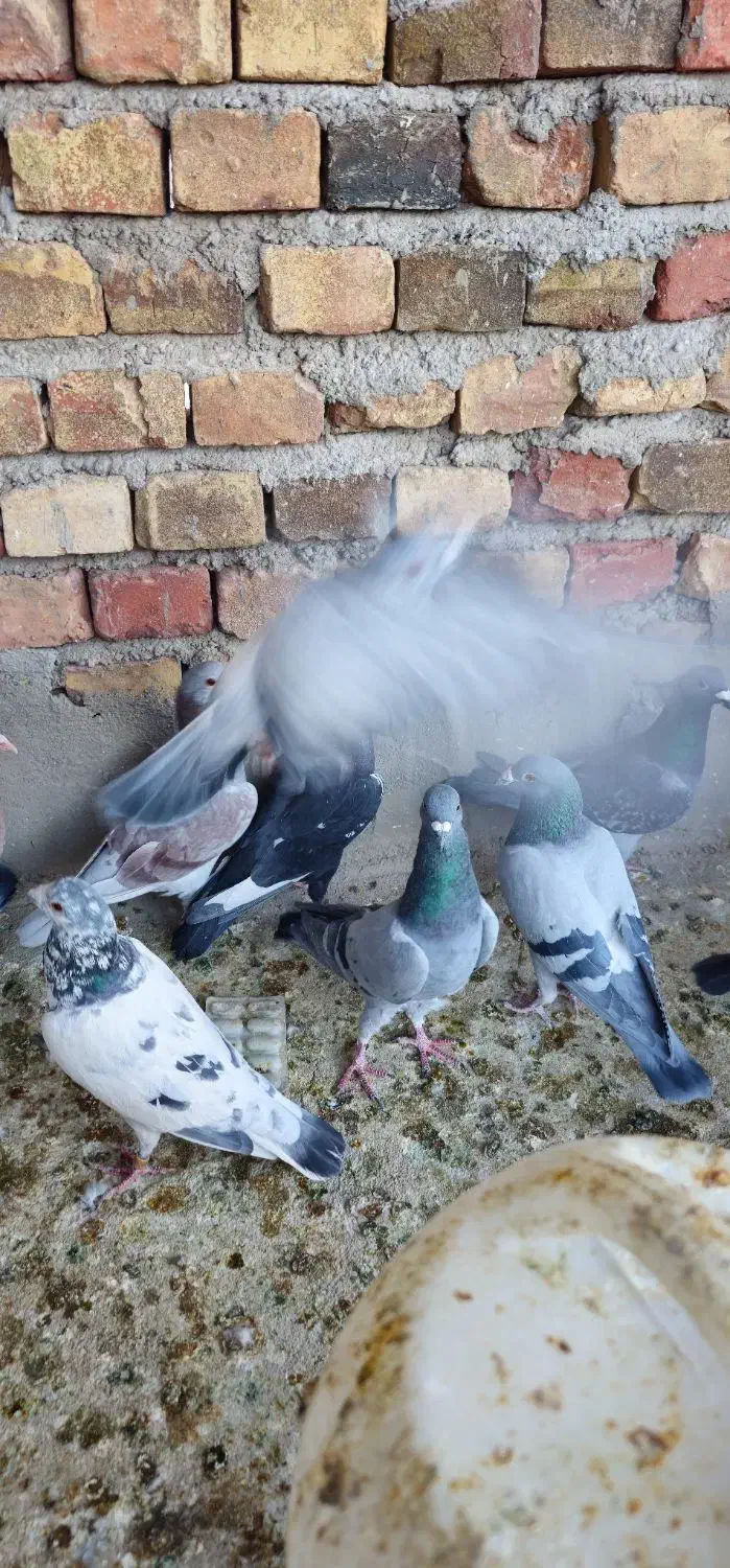 ۲۰تا نر|پرنده|خاش, |دیوار