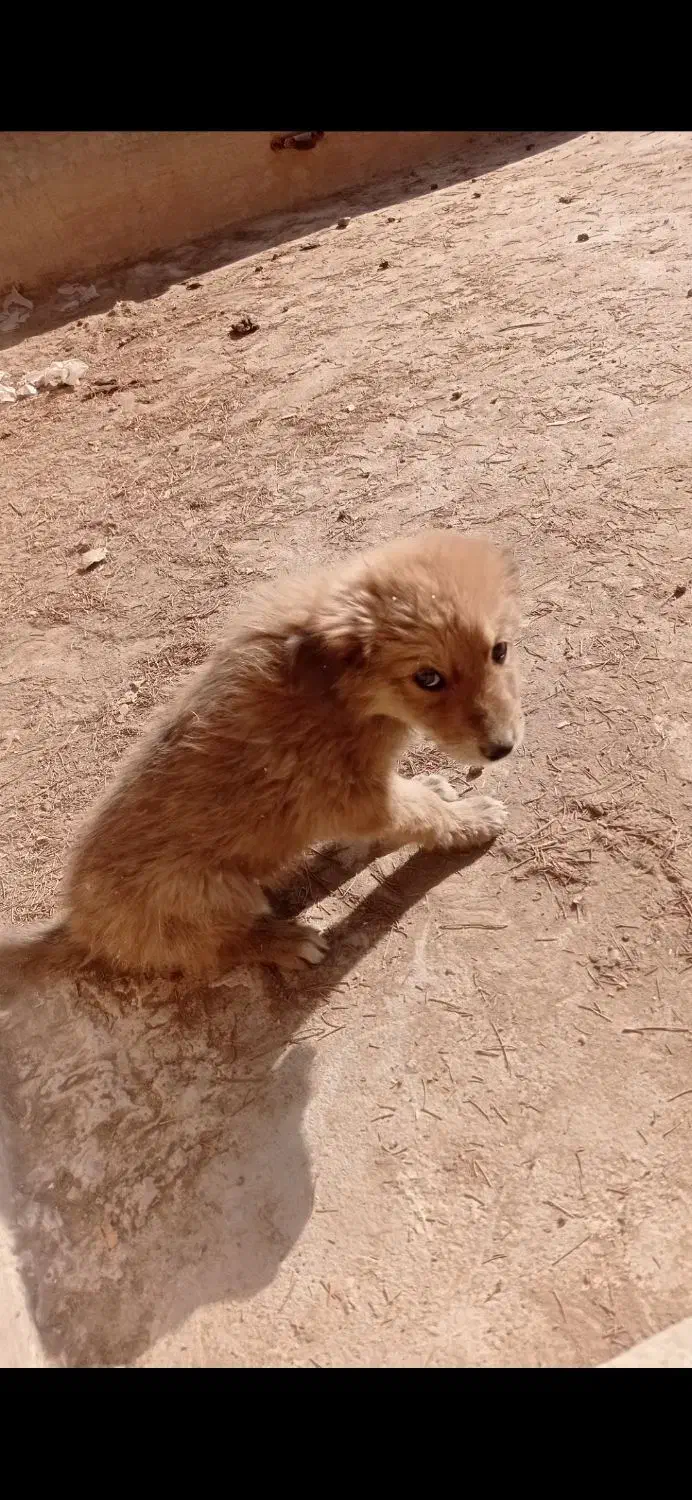 واگذاری توله سگ سرابی|سگ|یزد, |دیوار