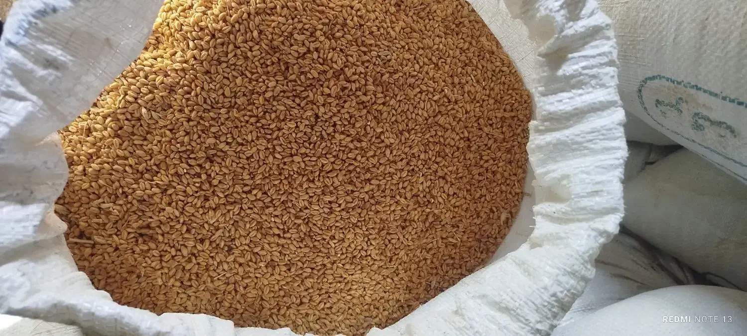 گندم ابی پیشگام . قیمت هرکیلو 24هزار تومان|حراج|نهاوند, |دیوار