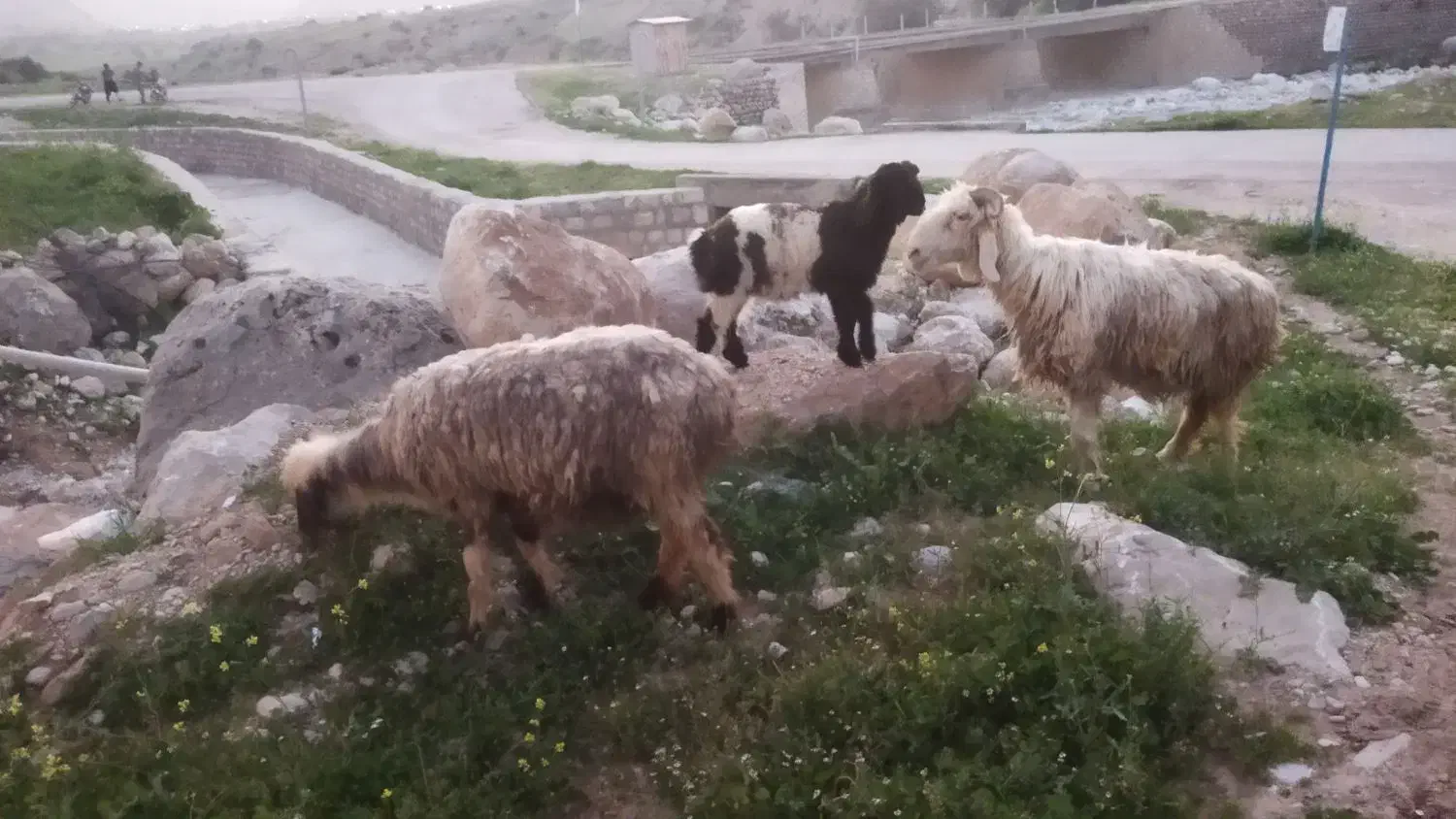 میش|حیوانات مزرعه|ایذه, |دیوار