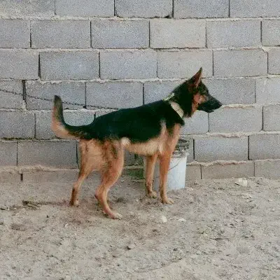 واگذاری ژرمن|سگ|رفسنجان, |دیوار