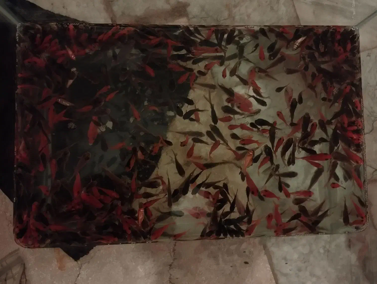 ماهی قرمز|ماهی|الیگودرز, |دیوار