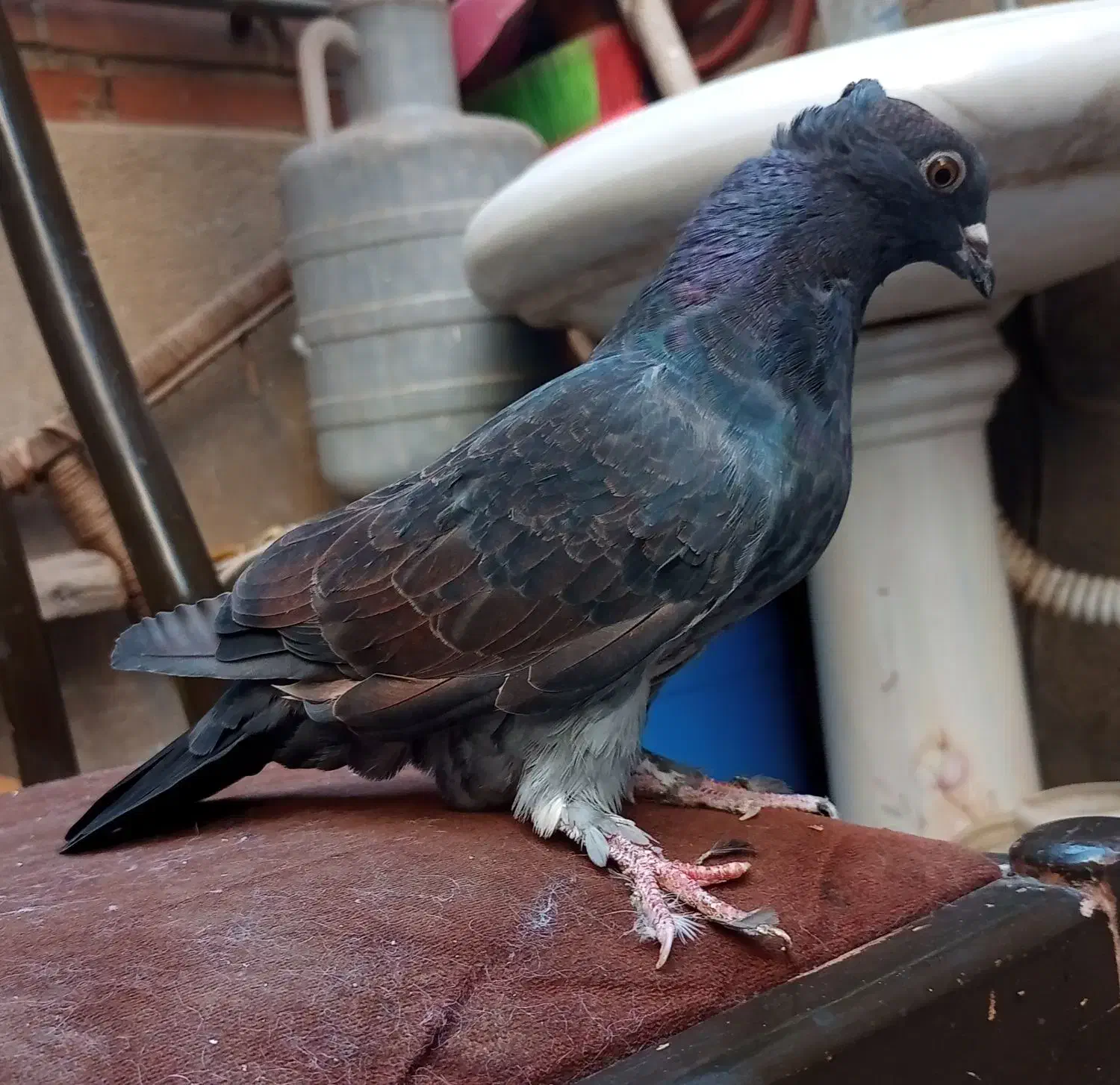 کبوتر 6 تا هما کاکلی پا چکمه جنس پرش|پرنده|تهران, دستغیب|دیوار