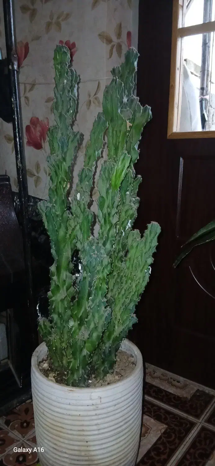 گل کاکتوس|گل و گیاه طبیعی|رشت, آتشگاه|دیوار