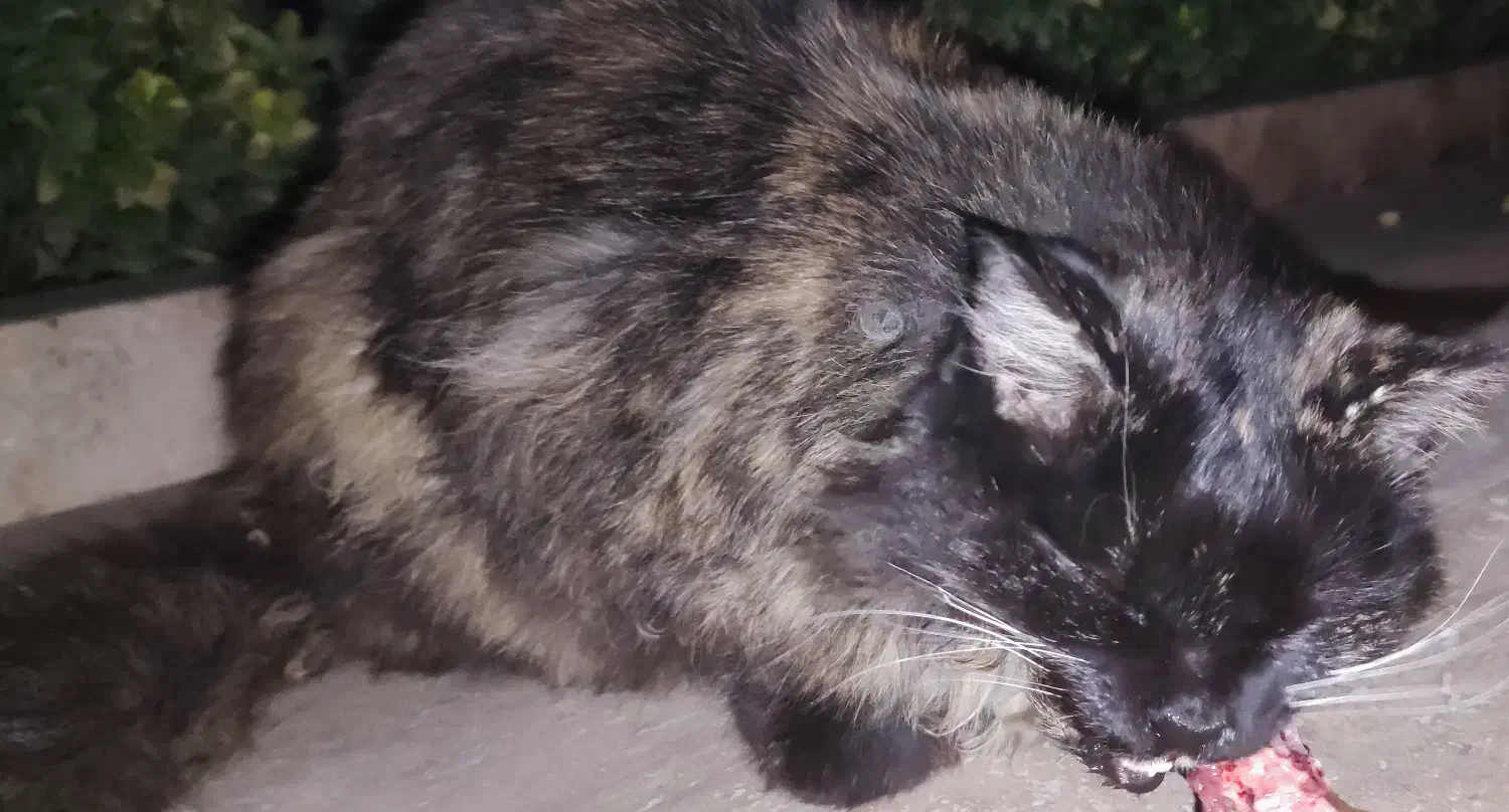 گربه پیدا شده|حیوانات|تهران, بوستان شیان|دیوار