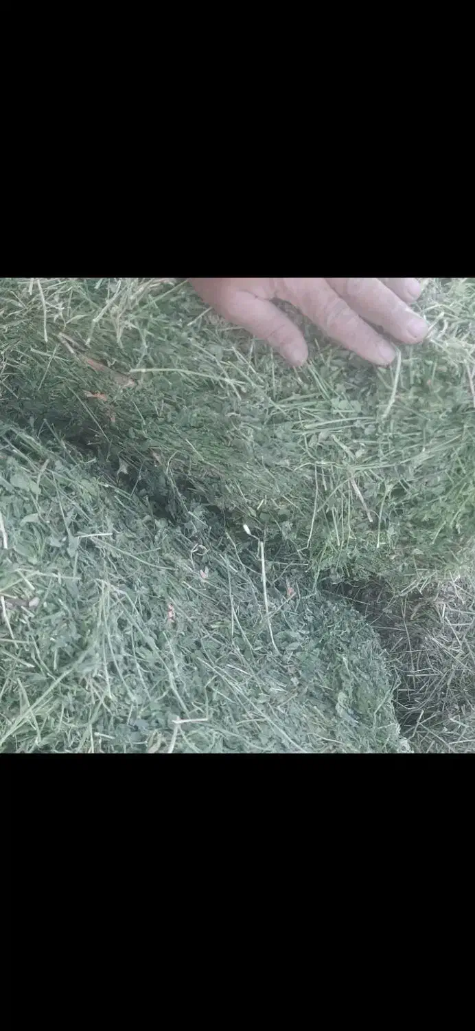 یونجه انباری و تازه چین دوم موجود|عمده‌فروشی|قیدار, |دیوار