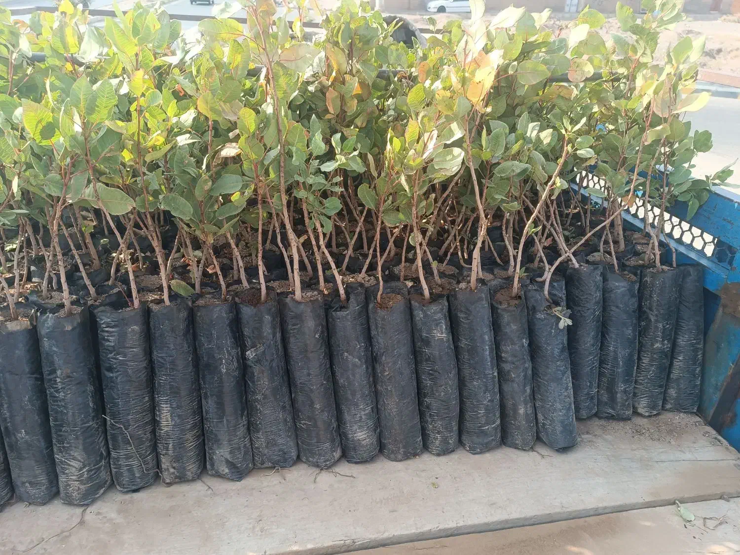 نهال پسته پاییزه|خدمات باغبانی و درختکاری|بیرجند, |دیوار