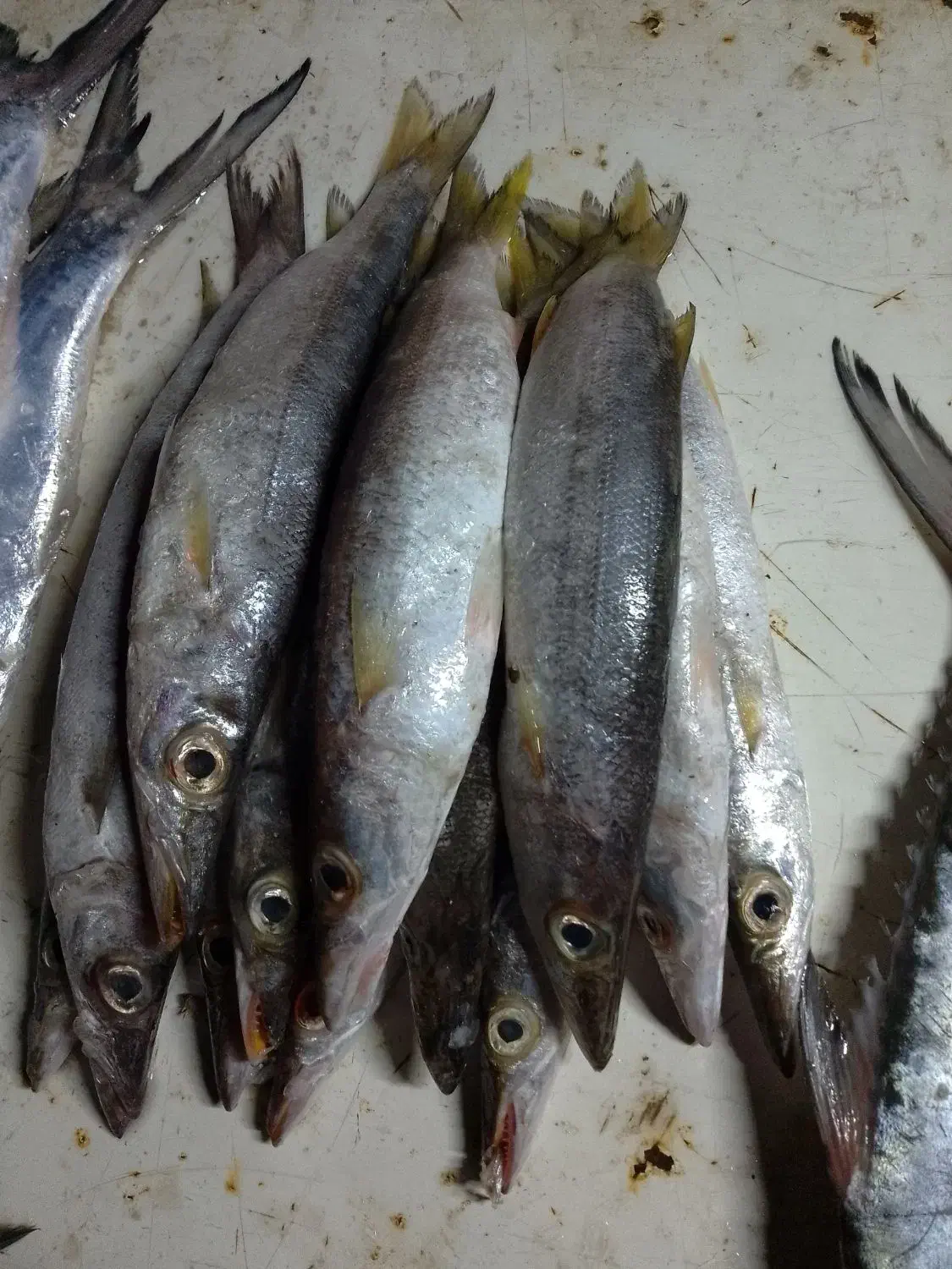 ماهی فروش|ماهی|بهبهان, |دیوار