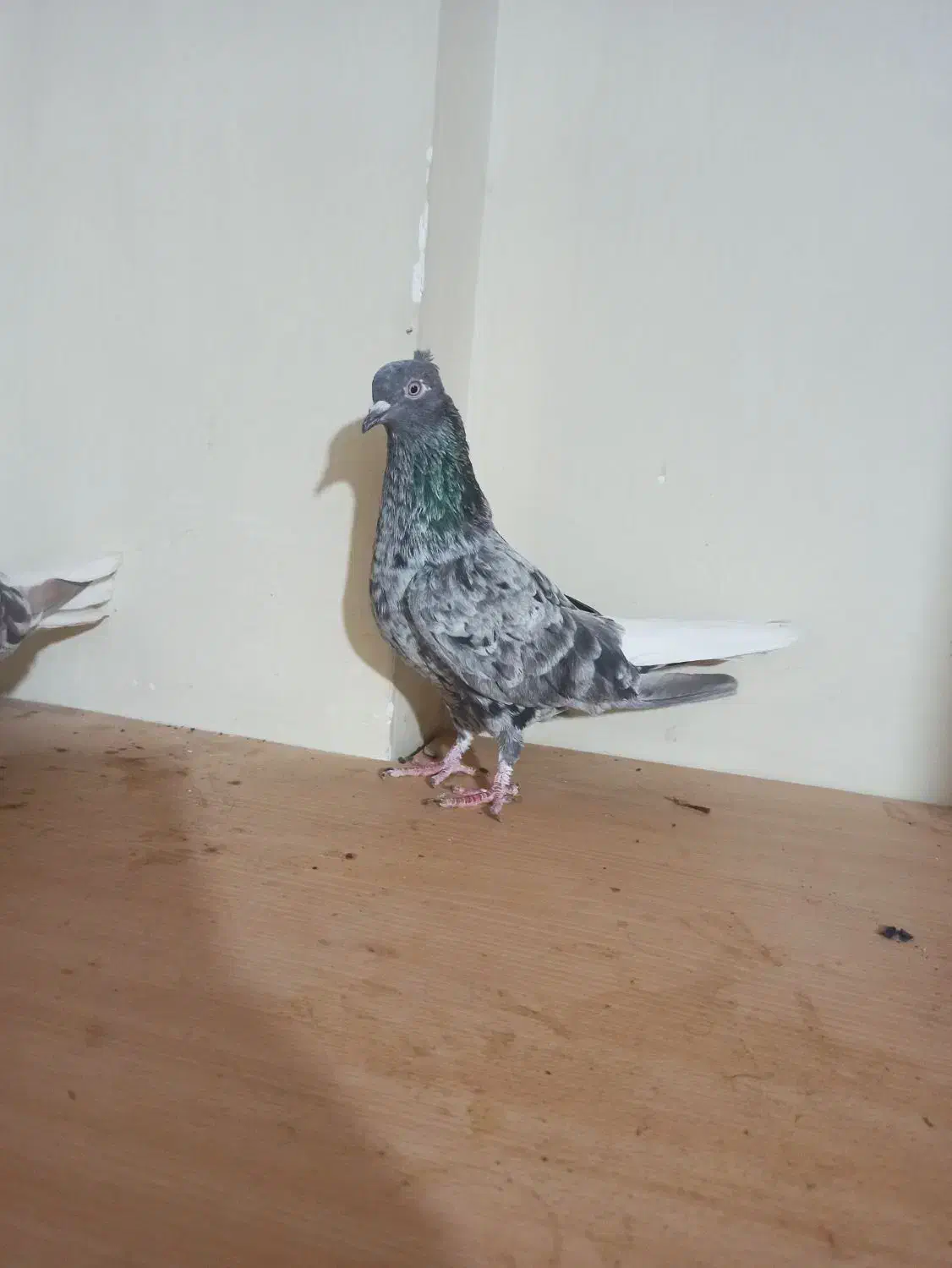 گلی دم سفید|پرنده|شبانکاره, |دیوار