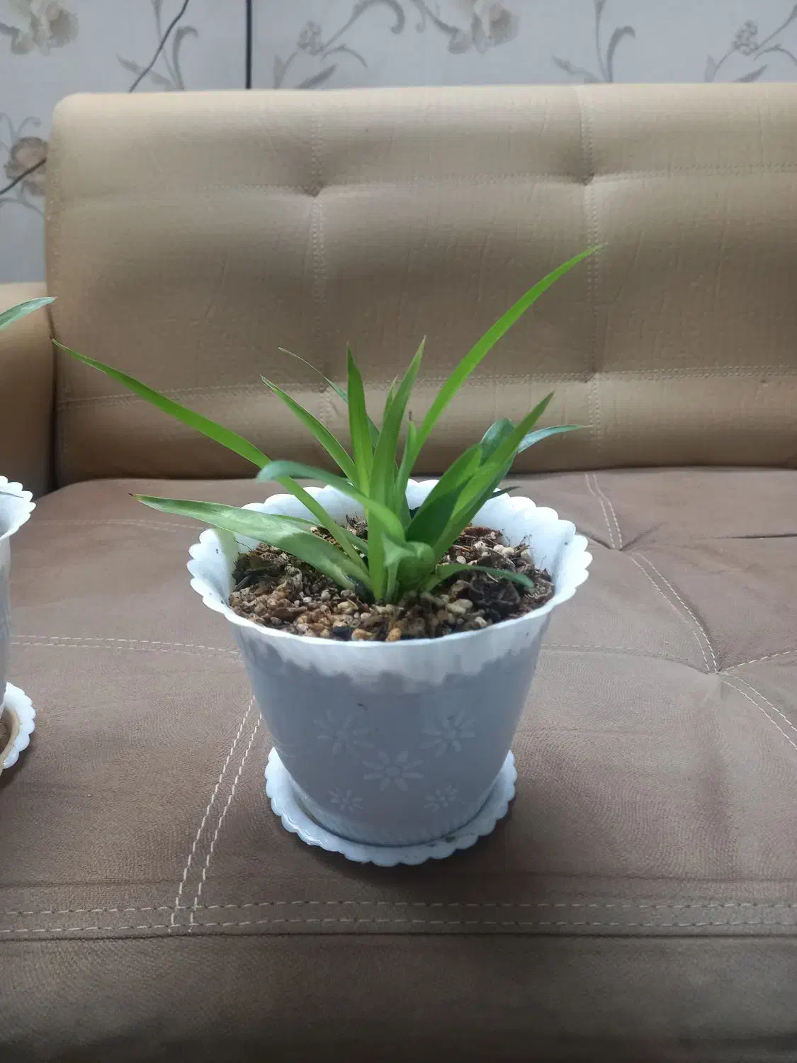 گل گندمی آپارتمانی زیبا و سر حال|گل و گیاه طبیعی|ملایر, |دیوار