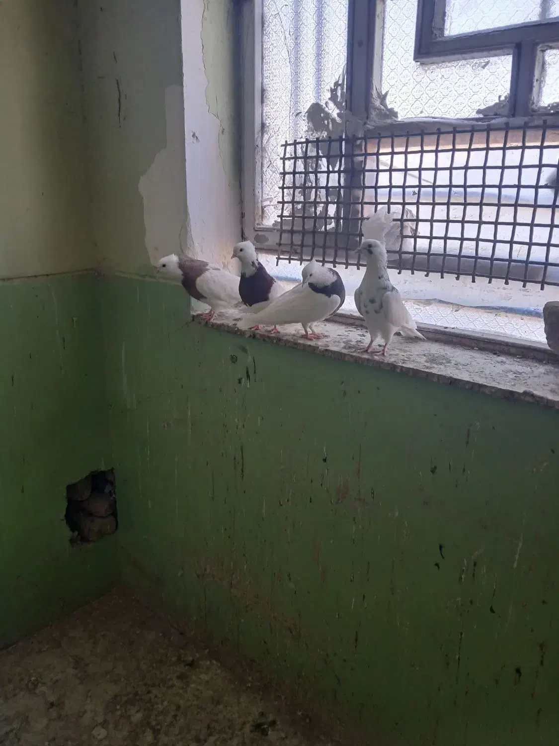 دو جفت کبوتر طوقی سالم و پشت دار|پرنده|سنقر, |دیوار