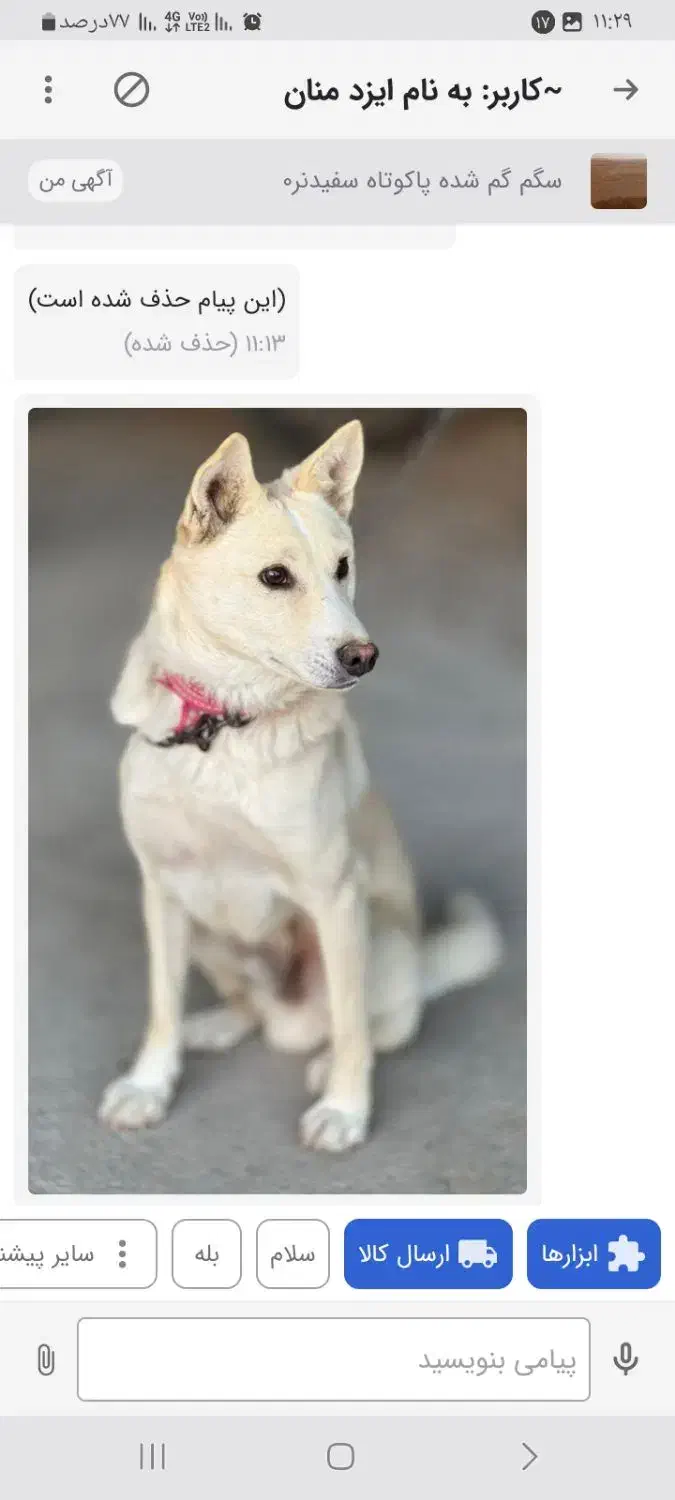 سگم گم شده پاکوتاه سفیدنر۰|سگ|زنجان, |دیوار