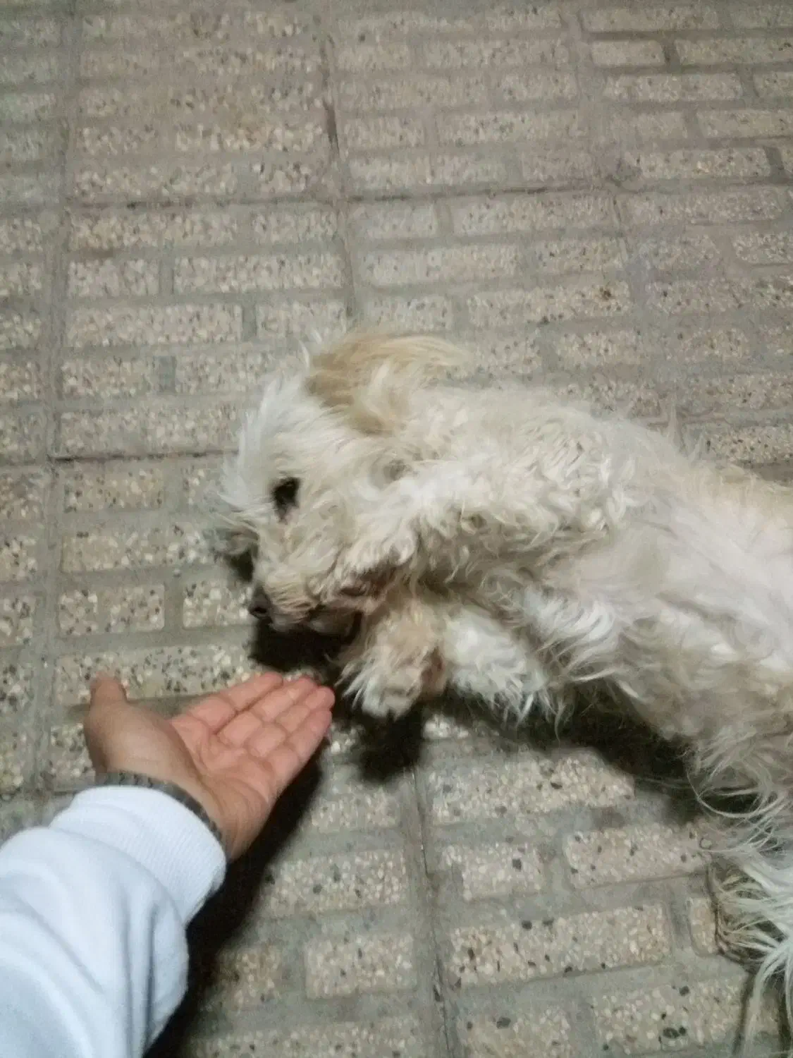 واگزاری سگ|سگ|قزوین, |دیوار