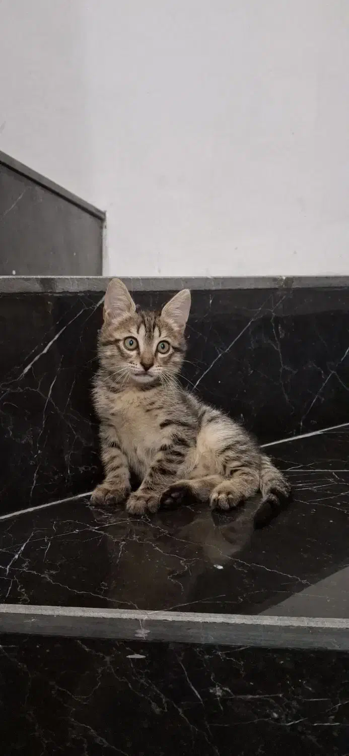 بچه گربه|گربه|نوشهر, |دیوار