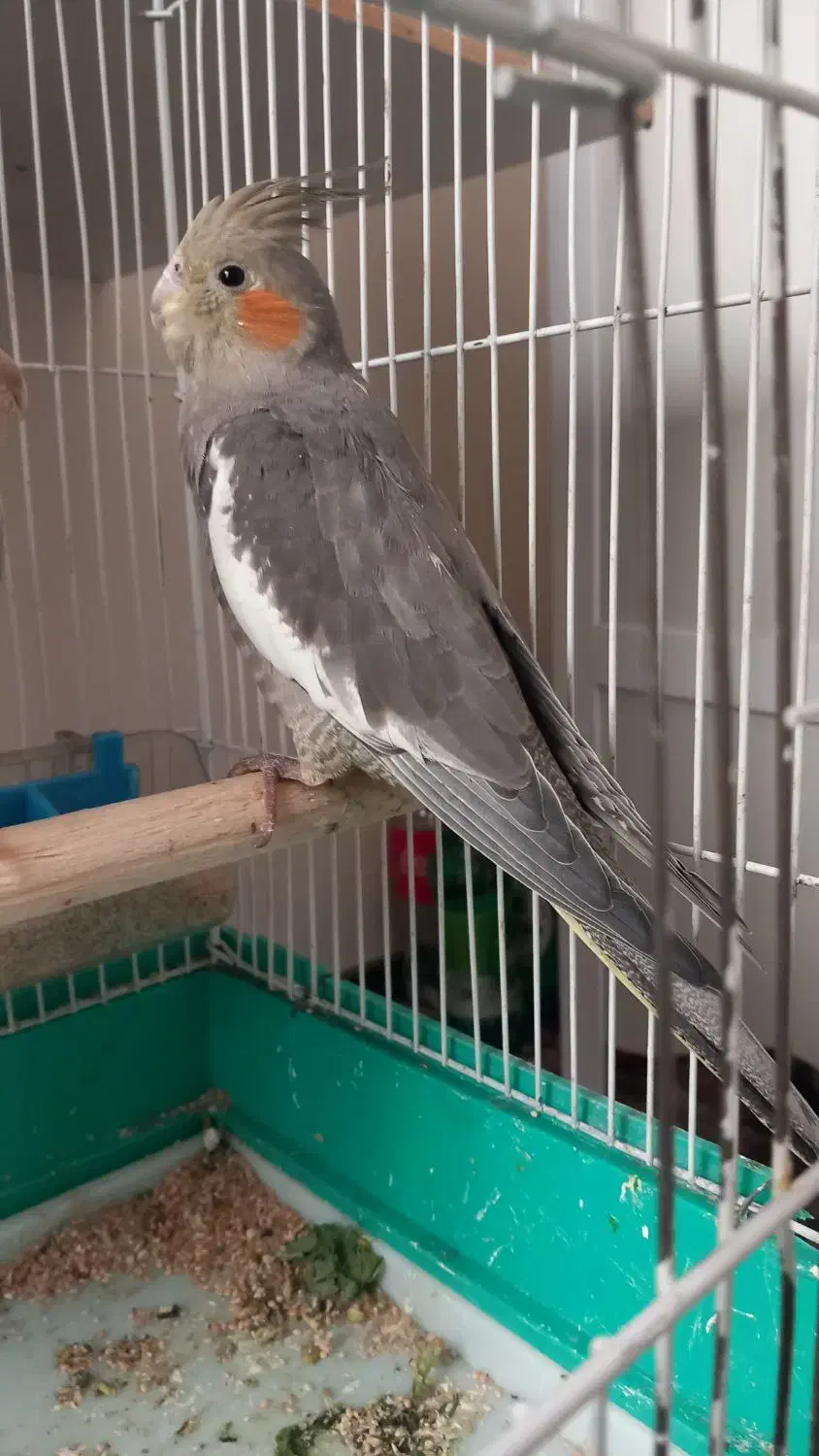 عروس هلندی سینامون|پرنده|تهران, فردوس|دیوار