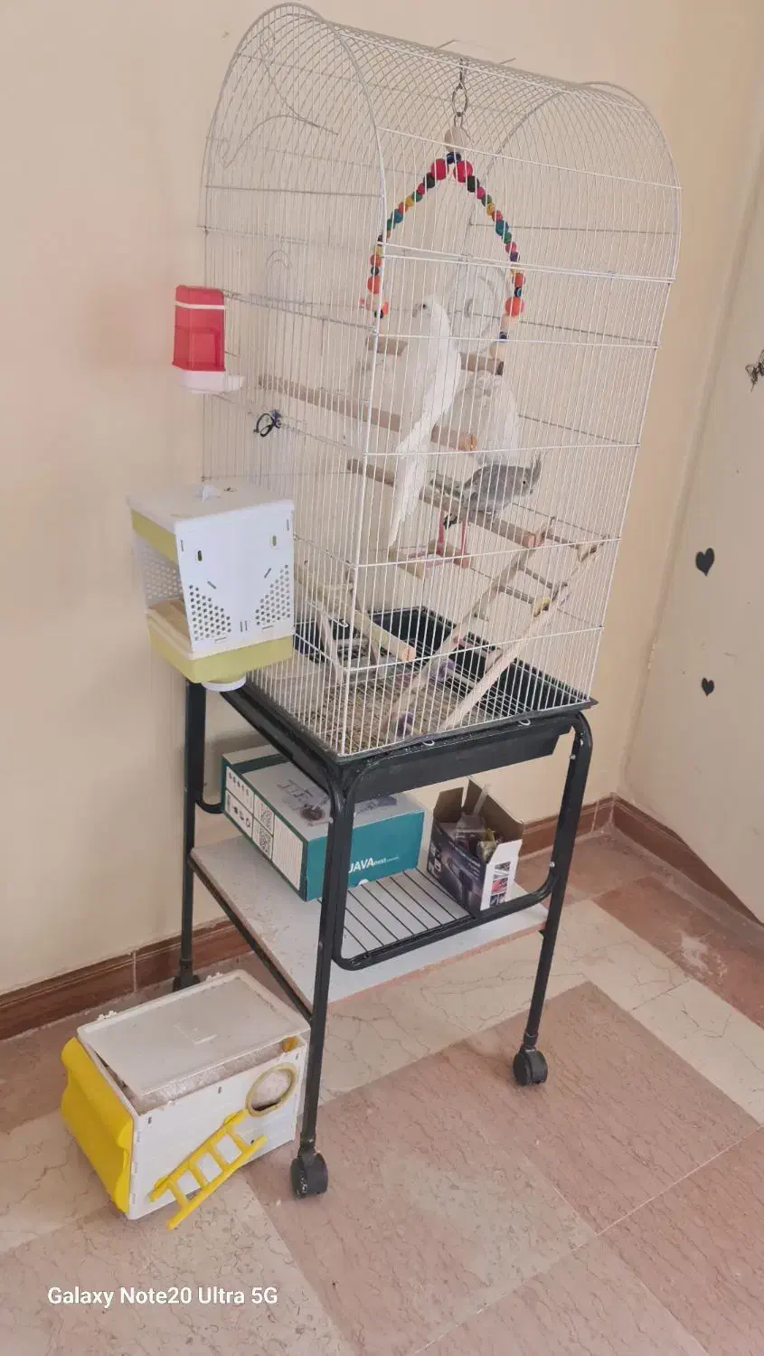 پرنده|پرنده|تهران, حصارک|دیوار