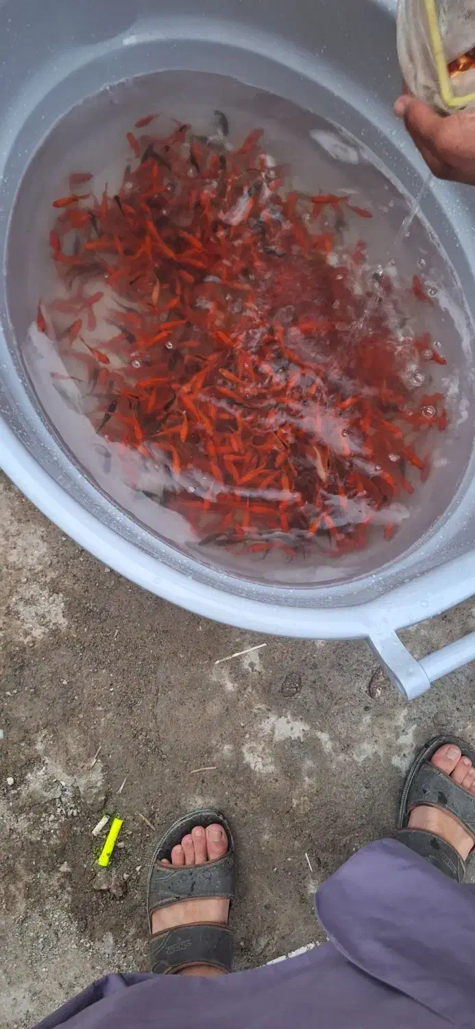 ماهی قرمز|ماهی|زاهدان, |دیوار