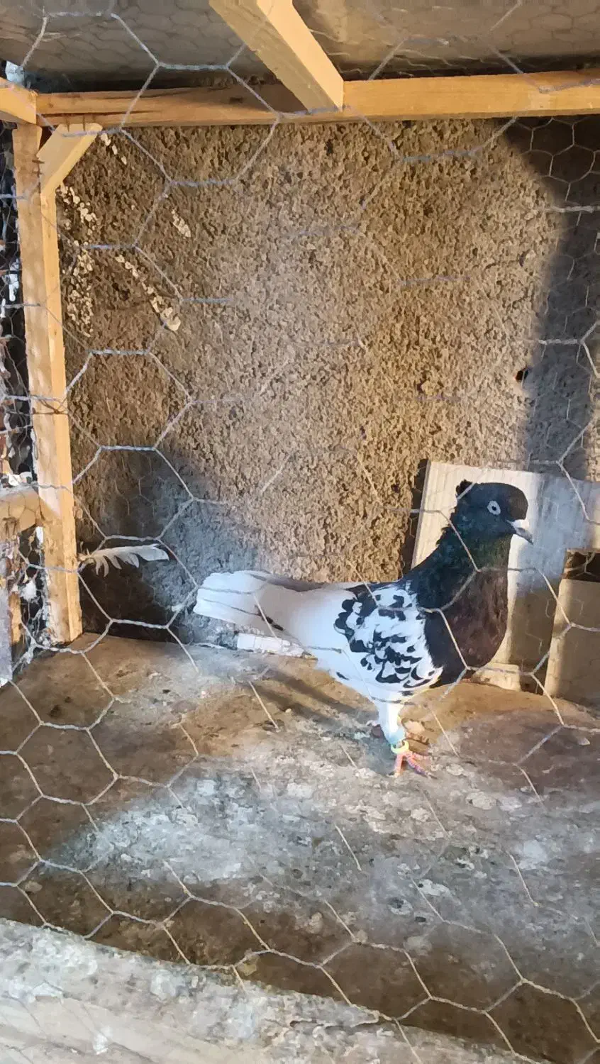 کبوتر رنگی|پرنده|مشهد, کلاته برفی|دیوار