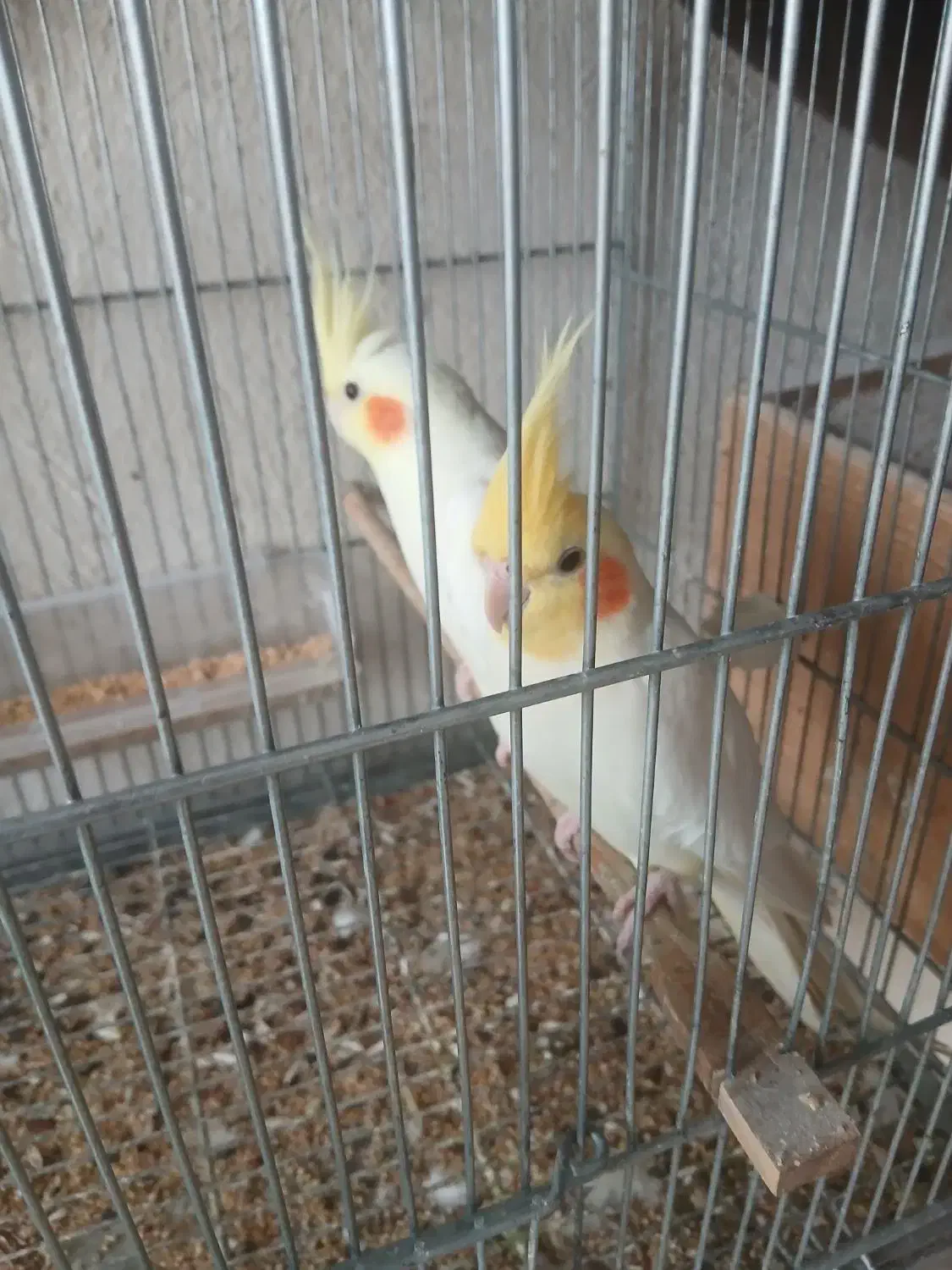 عروس لوتینومولد|پرنده|رشت, شهرک صبا|دیوار