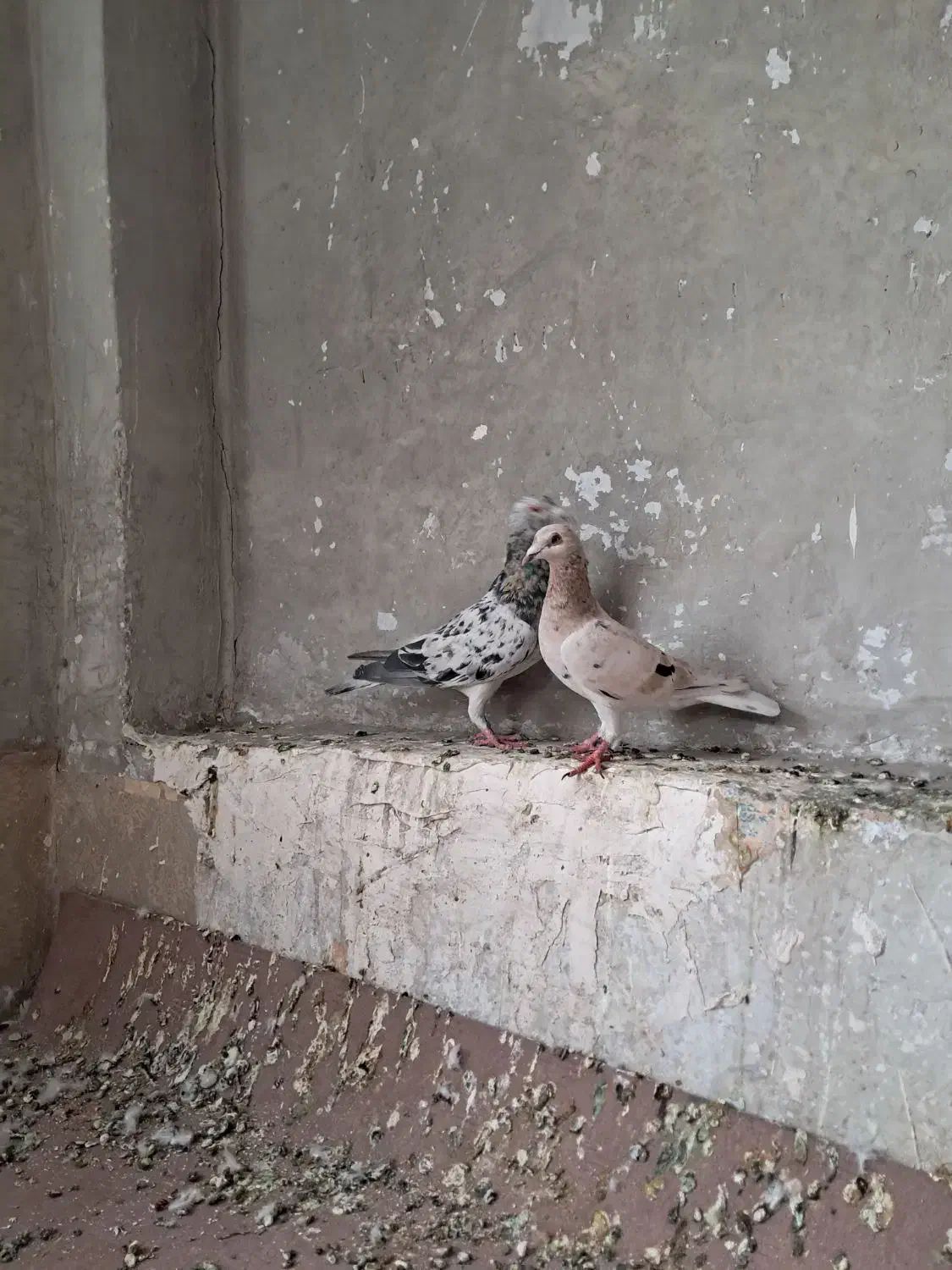 هفرنگ خطی|پرنده|تهران, جوادیه|دیوار