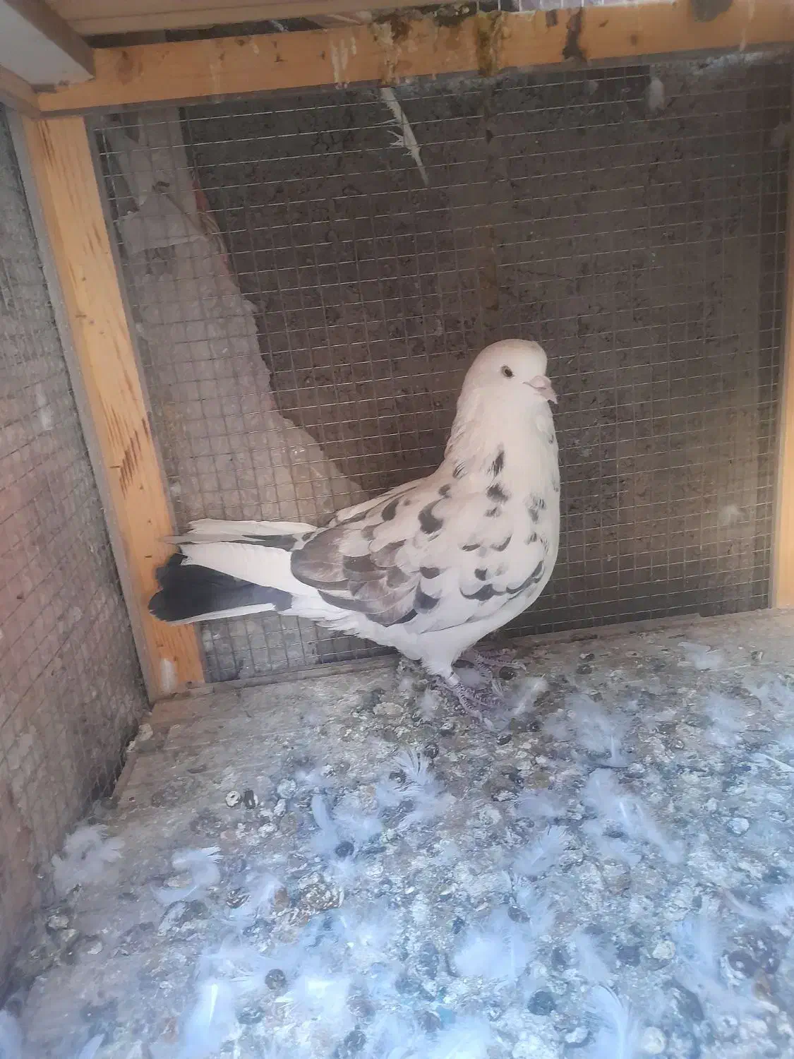 کفتر|پرنده|سیرجان, |دیوار