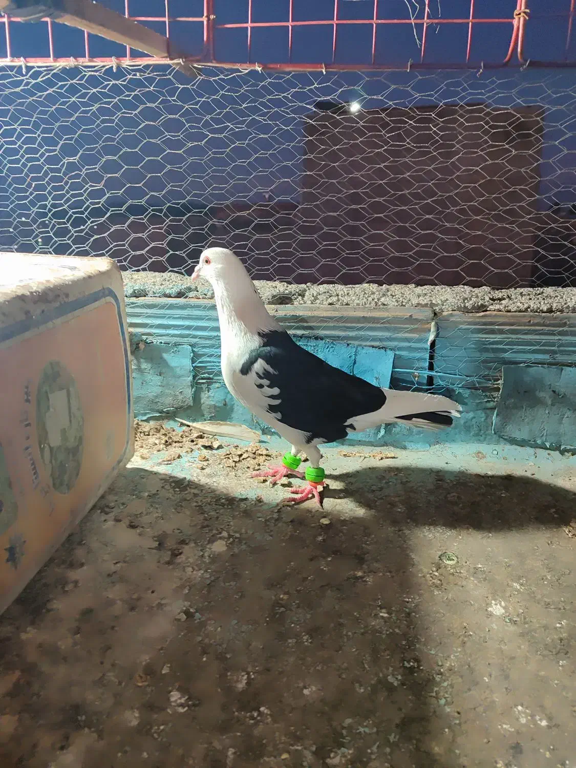 ماده|پرنده|نیشابور, رحمت آباد|دیوار