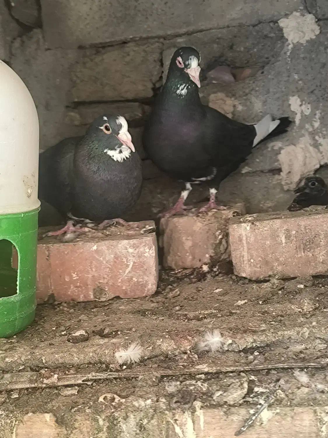 نرماده سیاه پلنگ|پرنده|کرمان, |دیوار