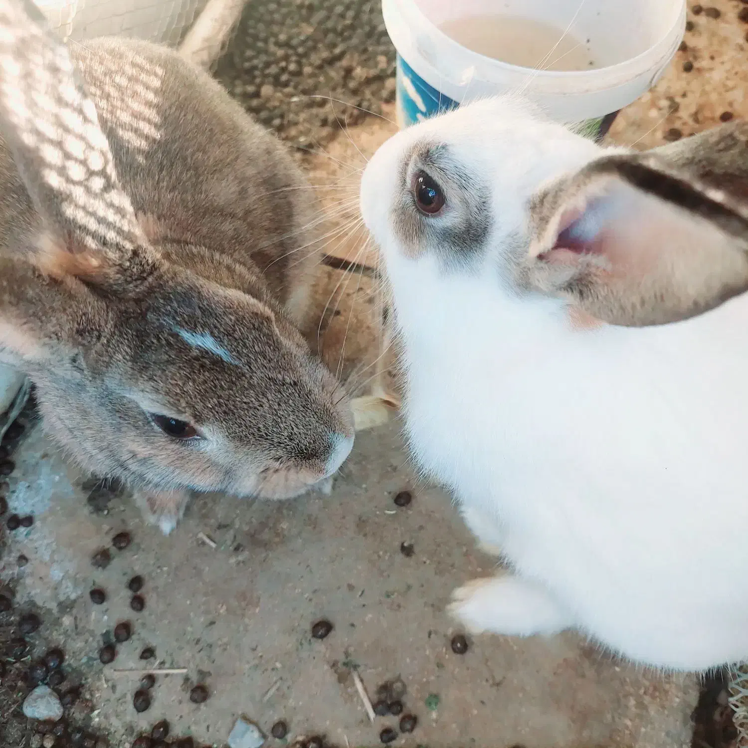 خرگوش بالغ|موش و خرگوش|ایرانشهر, |دیوار