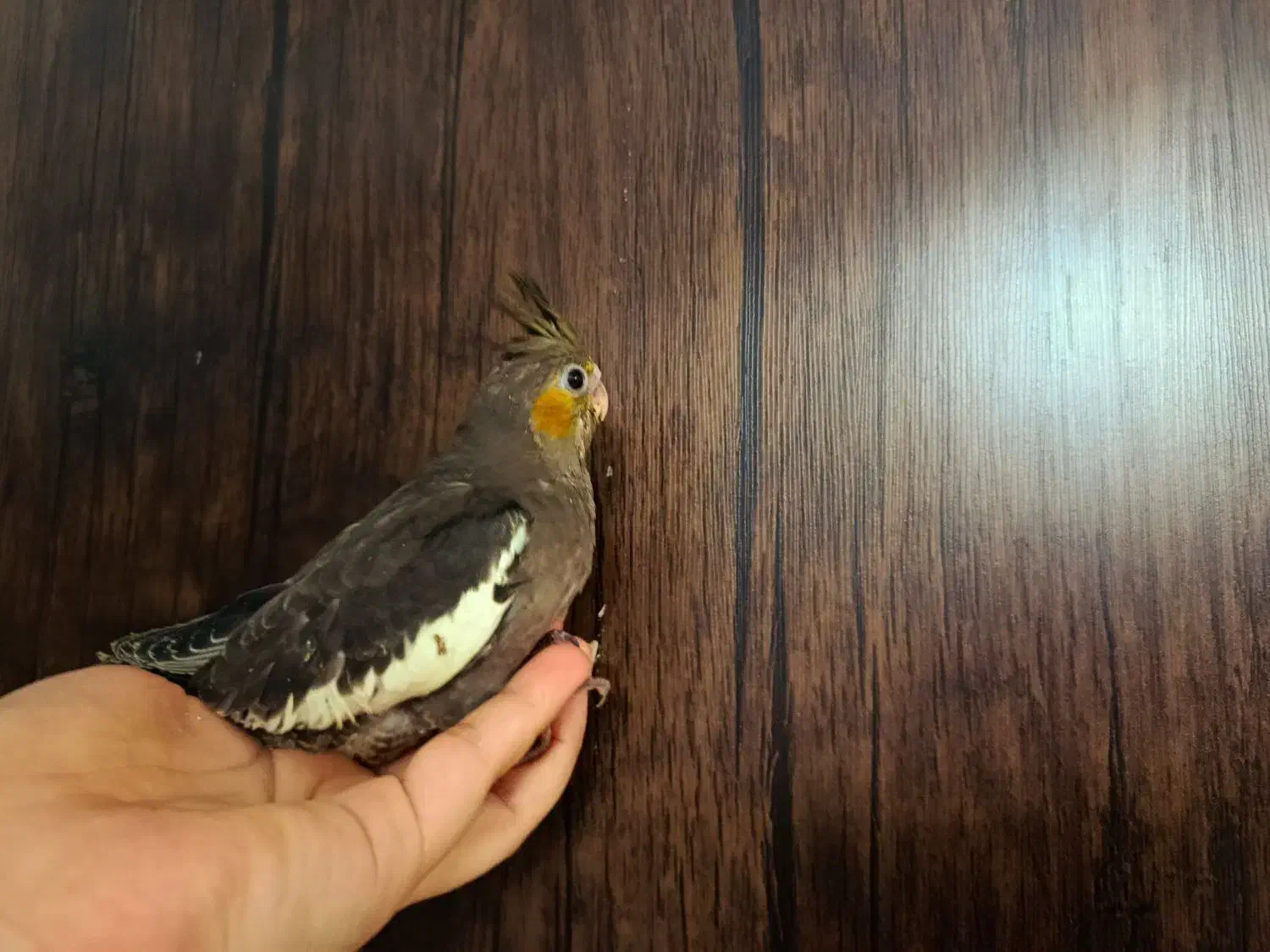 سرلاکی ۳۵ روزه|پرنده|بروجرد, |دیوار