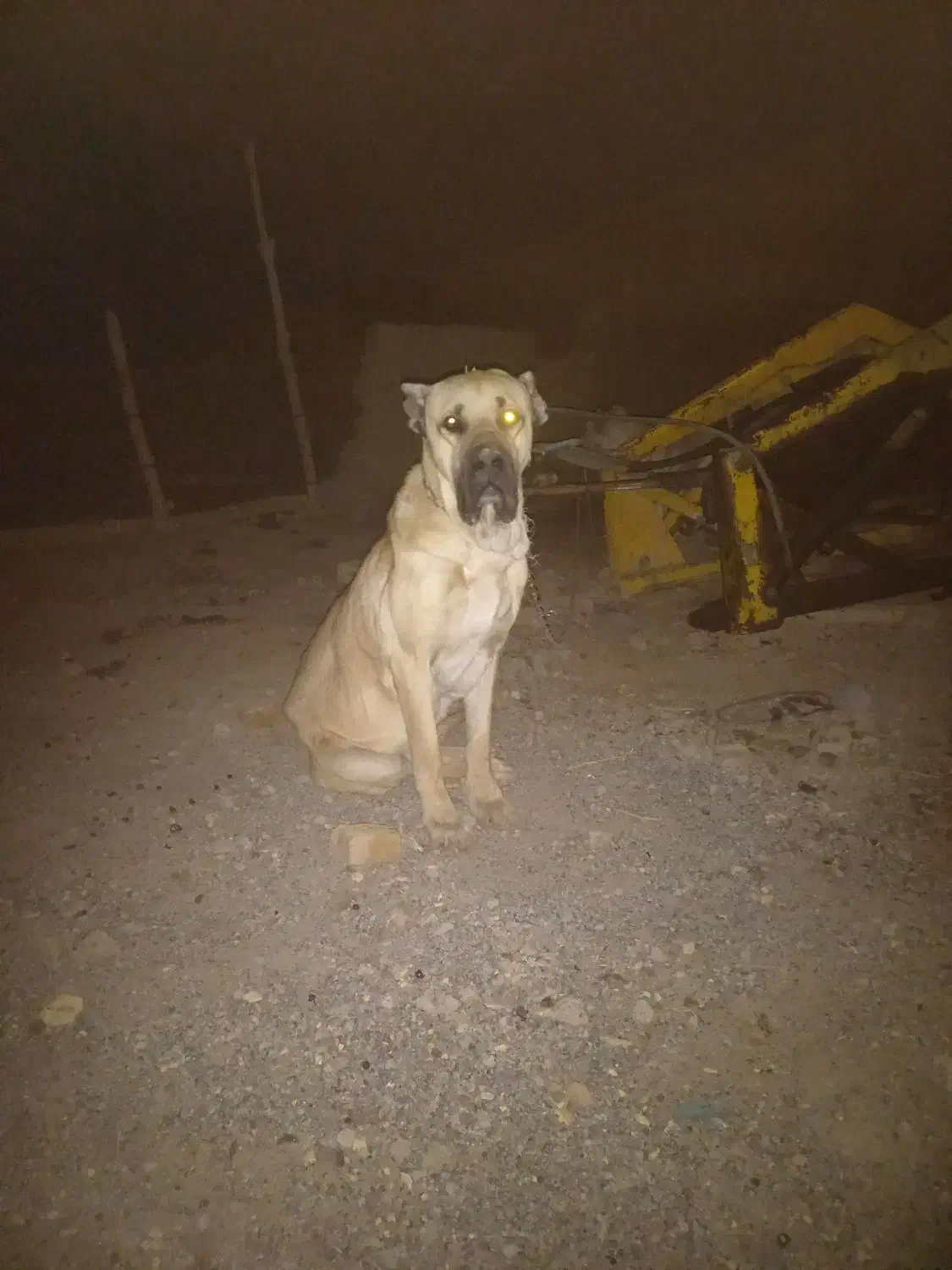 سگ سرابی|سگ|عطاملک, |دیوار