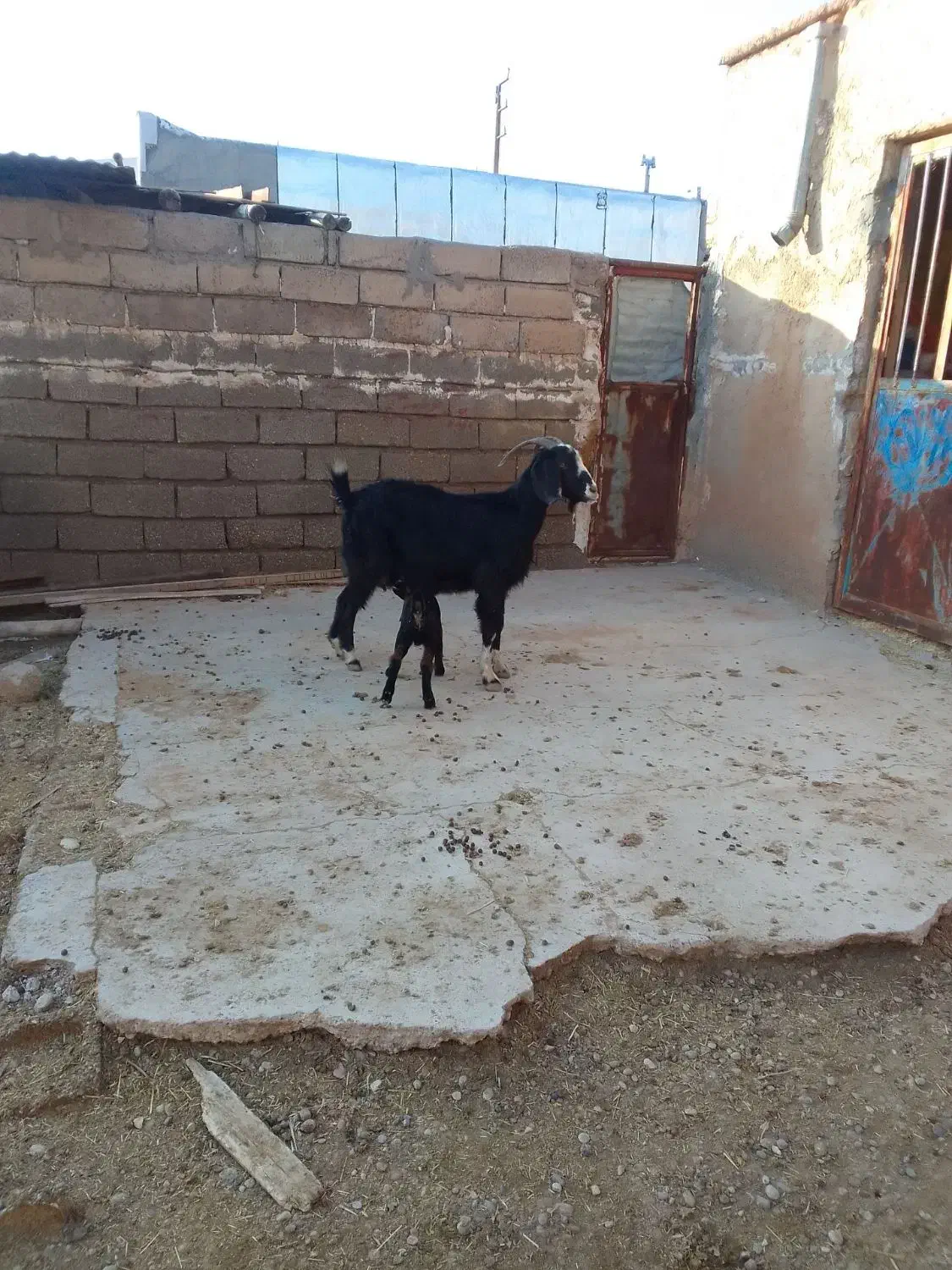 گوسفند دوماه آبستن وبز بزغاله نر|حیوانات مزرعه|دهلران, |دیوار