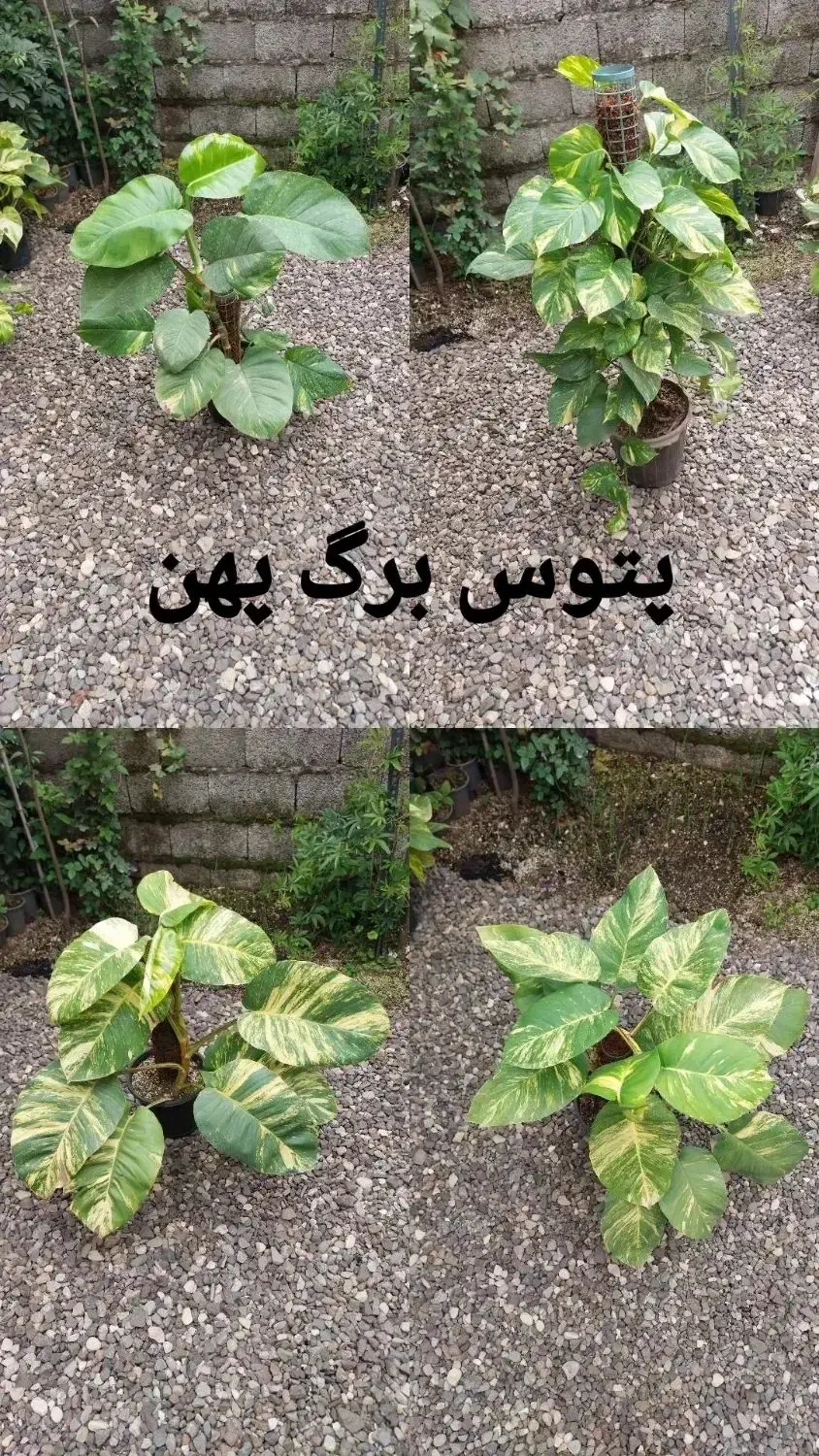 سانسوریا|گل و گیاه طبیعی|رشت, کوی طالقانی|دیوار