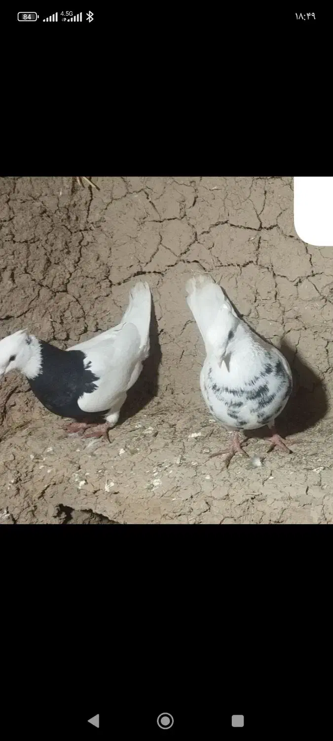 کبوتر|پرنده|لردگان, |دیوار