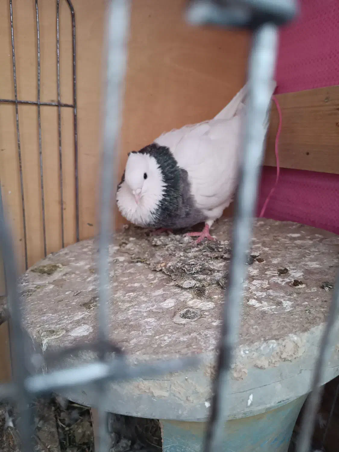 کبوتر|حیوانات|پرند, فاز ۱|دیوار