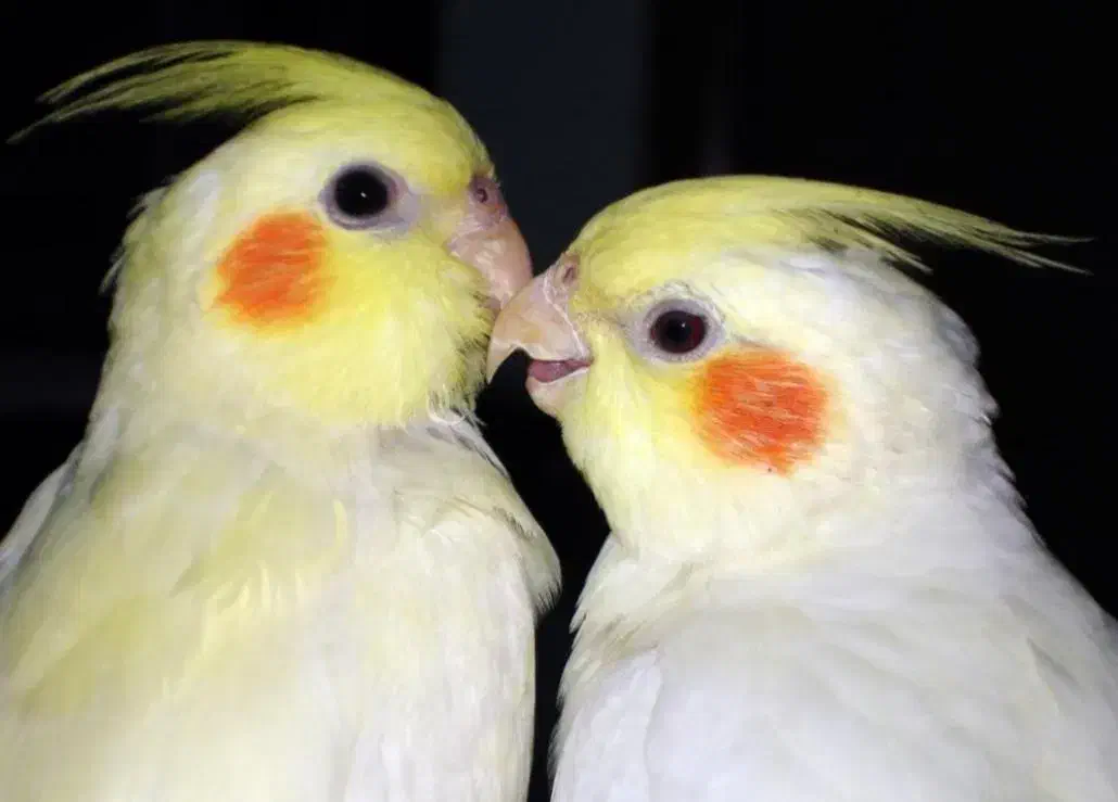 عروس هلندی مولد اصل لوتینو|پرنده|فریدون‌کنار, |دیوار