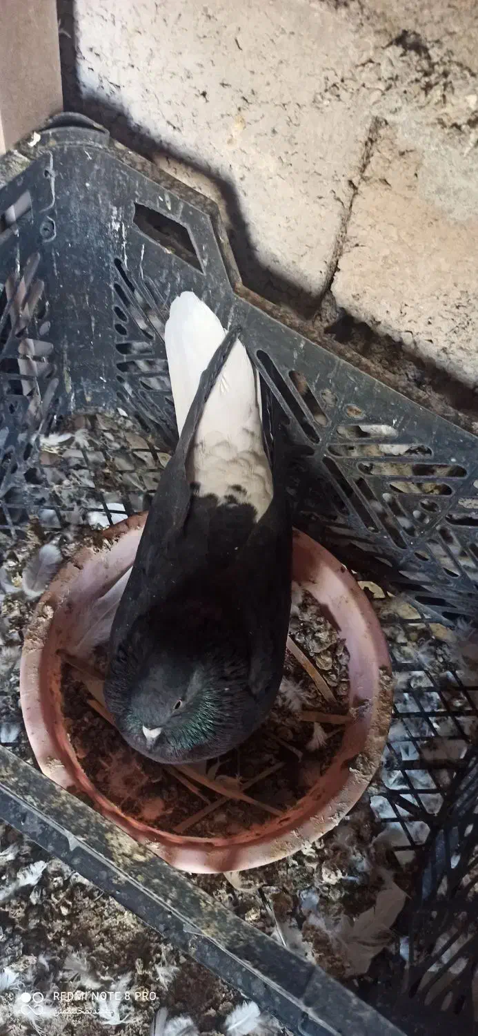 زاغ دم سفید و طوقی|پرنده|نرماشیر, |دیوار