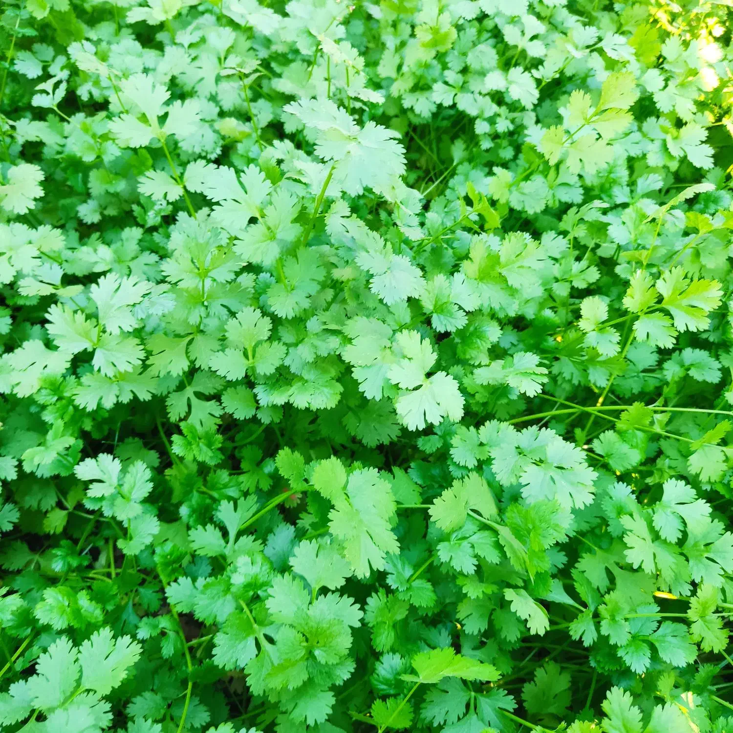 گشنیز گشنیز تازه و درجه یک|خوردنی و آشامیدنی|رامشیر, |دیوار