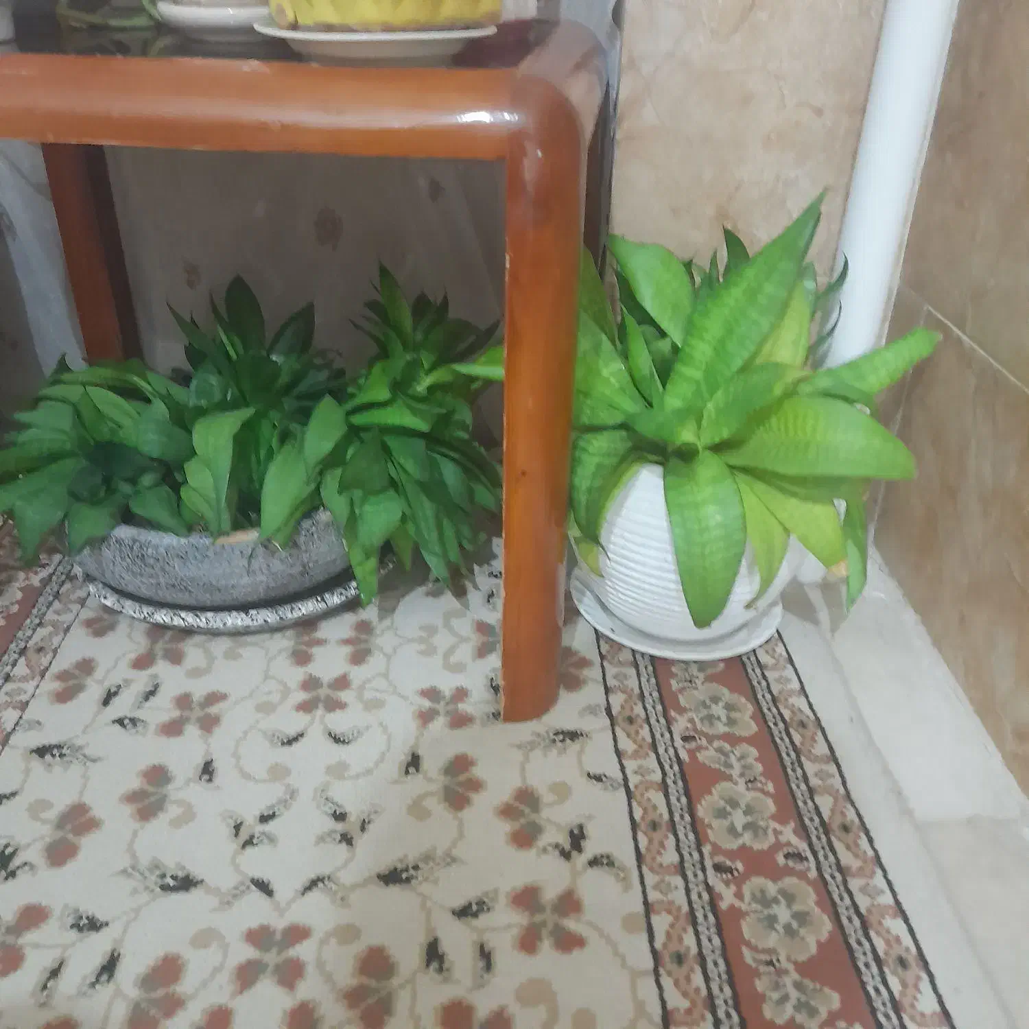 گلهای سرحال وزیبا|گل و گیاه طبیعی|زنجان, |دیوار