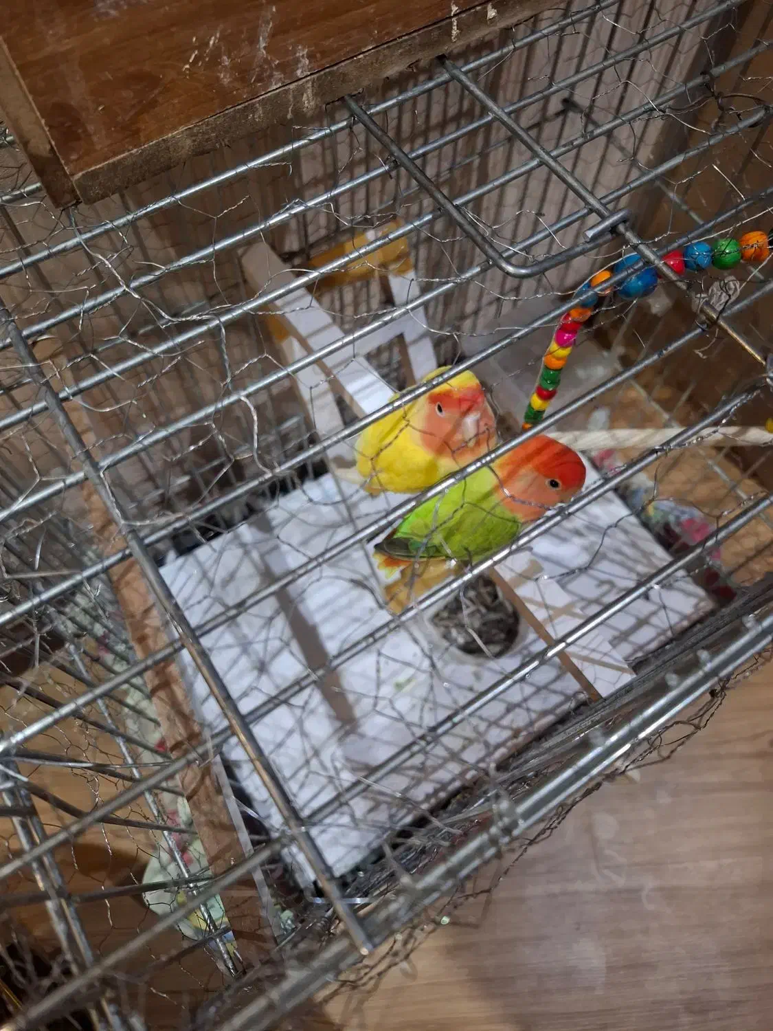 طوطی برزیلی|پرنده|تهران, باشگاه نفت|دیوار