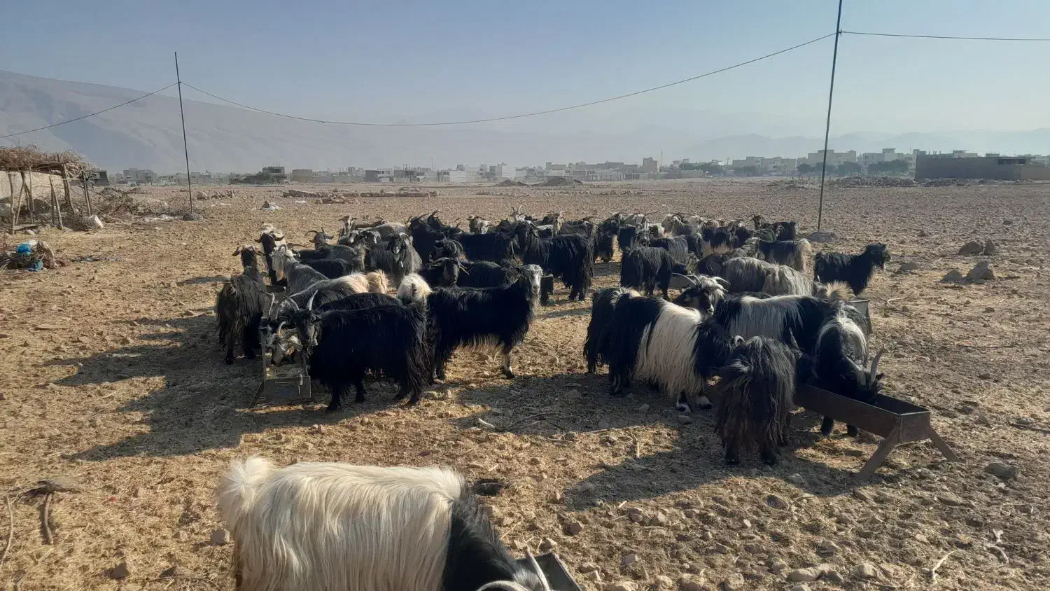 بز داشتی|حیوانات مزرعه|ایذه, |دیوار