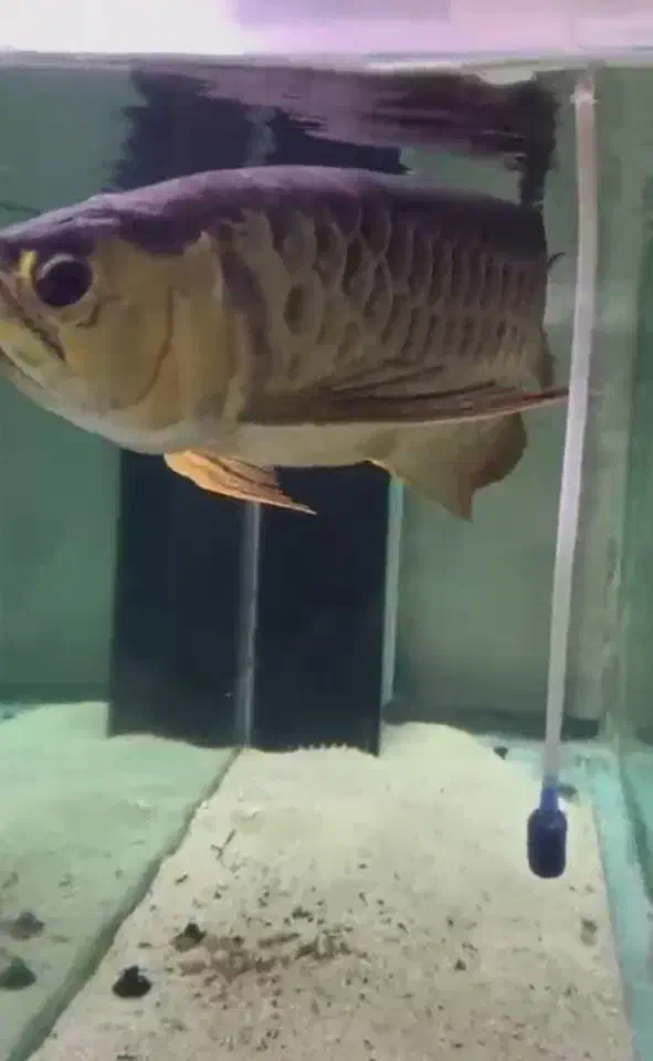 اروانا هایبک مانستر ماهی|ماهی|تهران, آشتیانی|دیوار