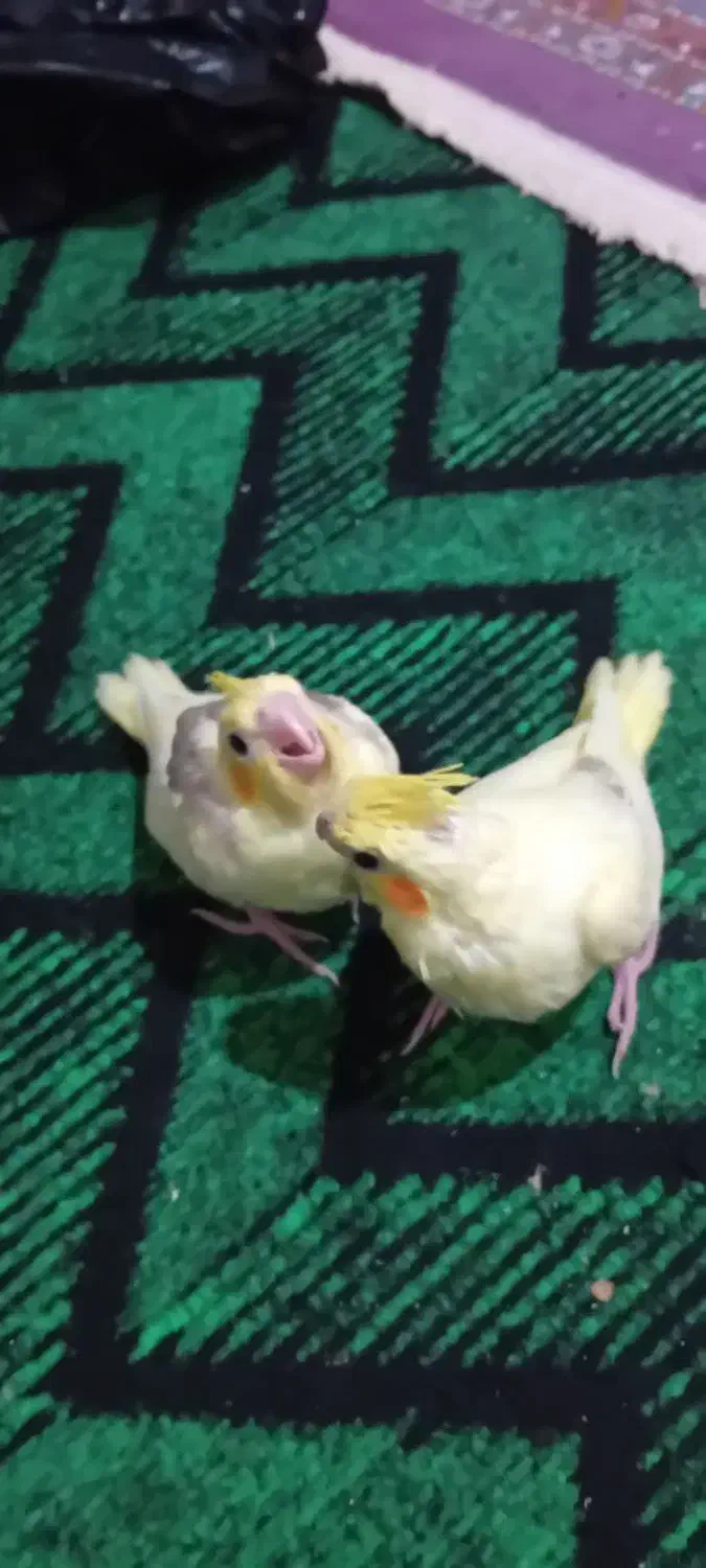 فروش یه جفت عروس هلندی|پرنده|شاهین دژ, |دیوار