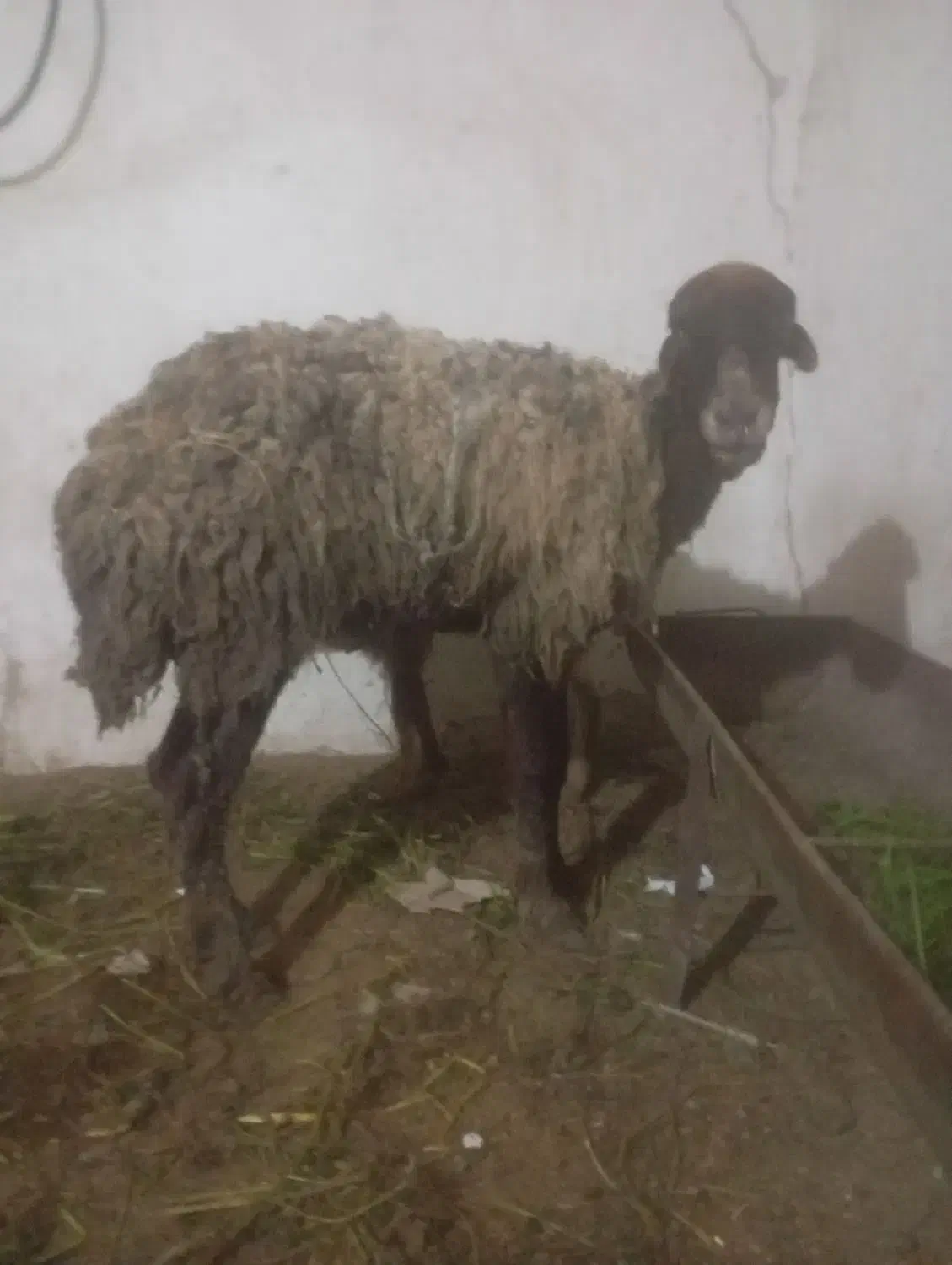 گوسفند|حیوانات مزرعه|سنگدوین, |دیوار