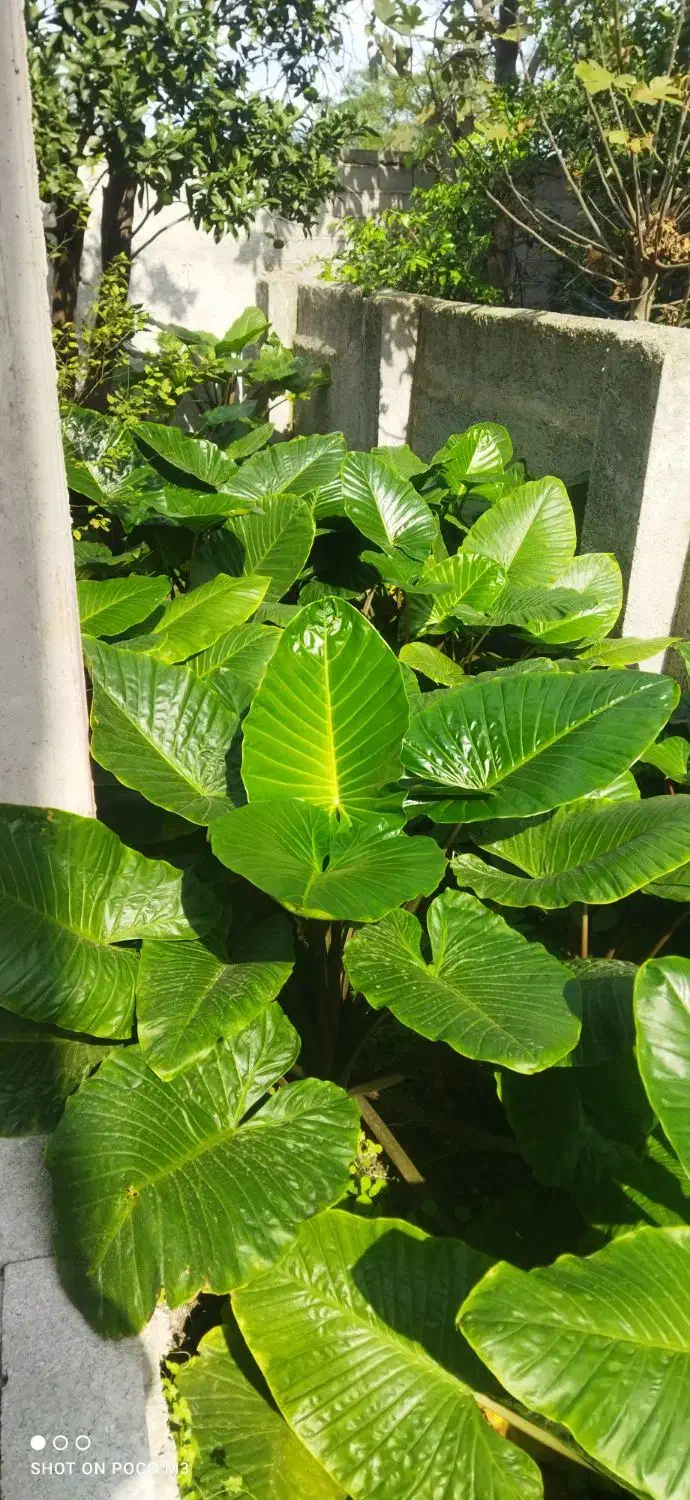 فروش گل بابا ادم درشت|گل و گیاه طبیعی|دالخانی, |دیوار