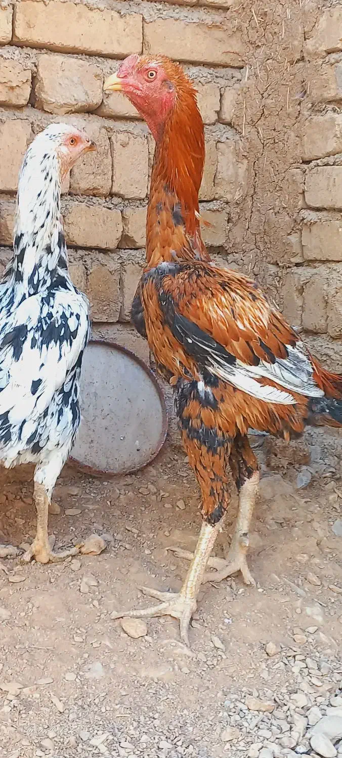 لاری|حیوانات مزرعه|نورآباد, |دیوار