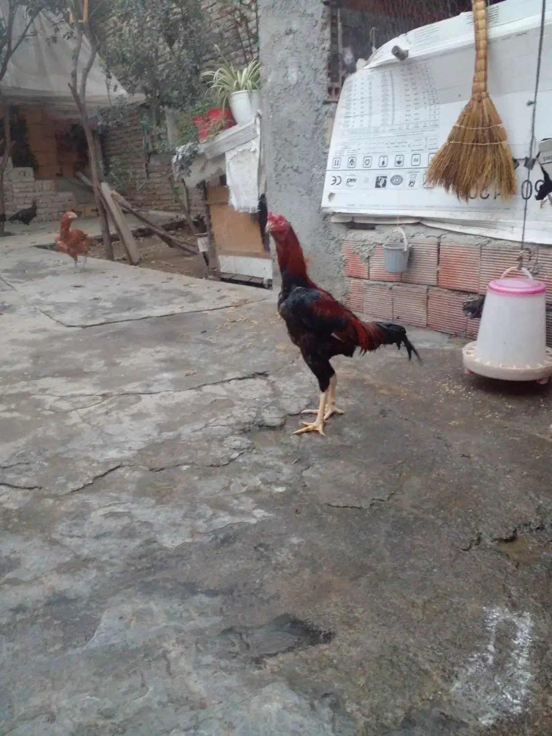 تخم لاری|حیوانات مزرعه|بندر گز, |دیوار