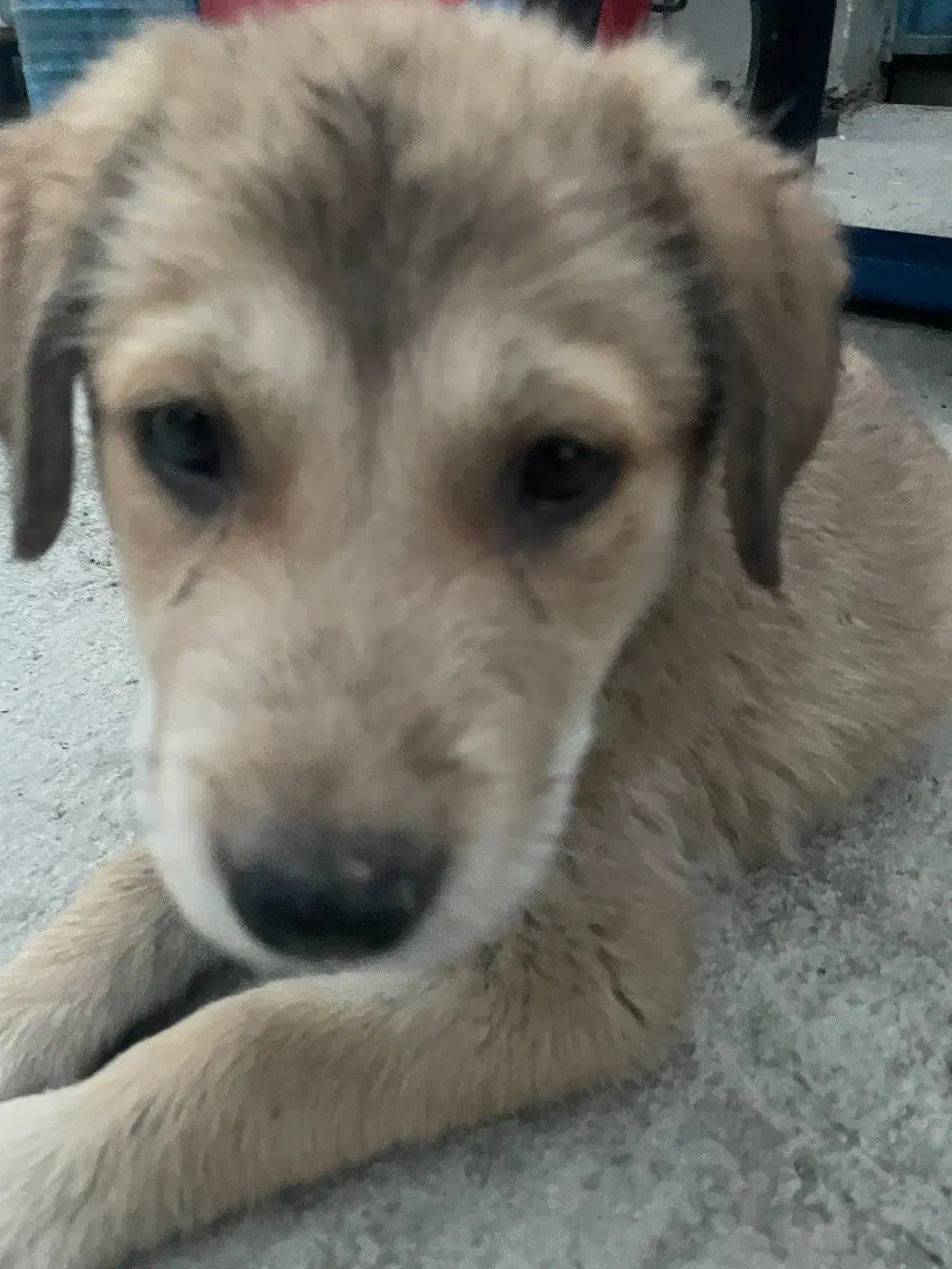 واگذاری توله پژدر رایگان|سگ|نسیمشهر, |دیوار