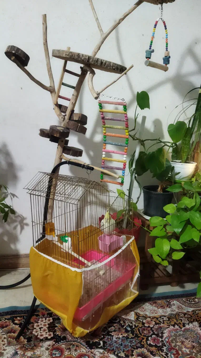 عروس هلندی نر دستی|پرنده|مشهد, شهرک مهرگان|دیوار