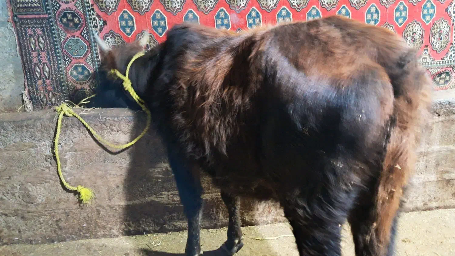 گوساله ماده گاو ورزا|حیوانات مزرعه|نوشهر, |دیوار