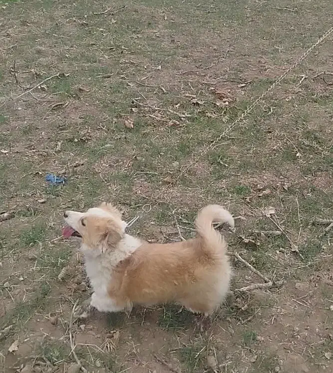 گمشده|حیوانات|ممقان, |دیوار